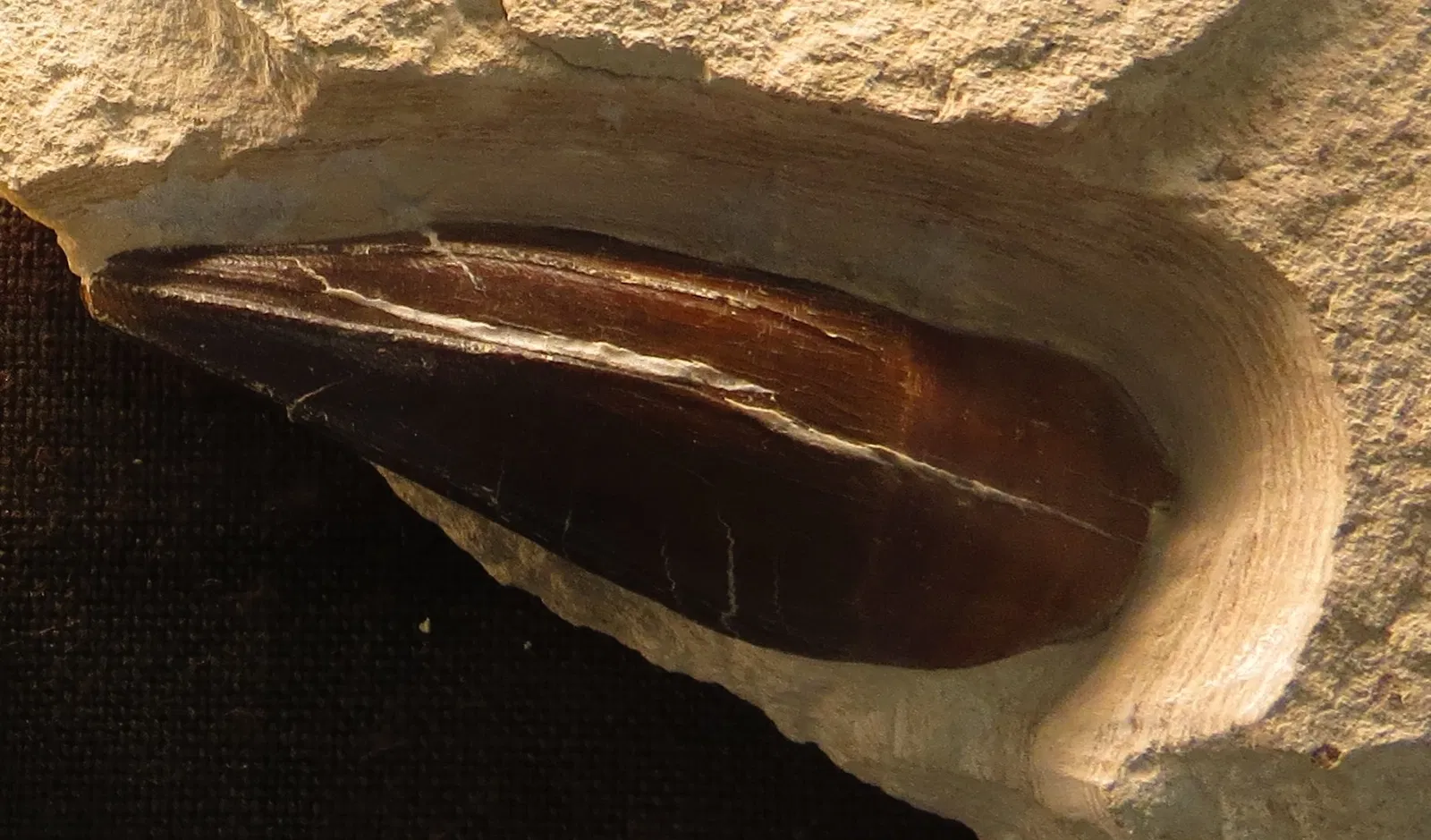 Bürgermeister-Müller-Museum