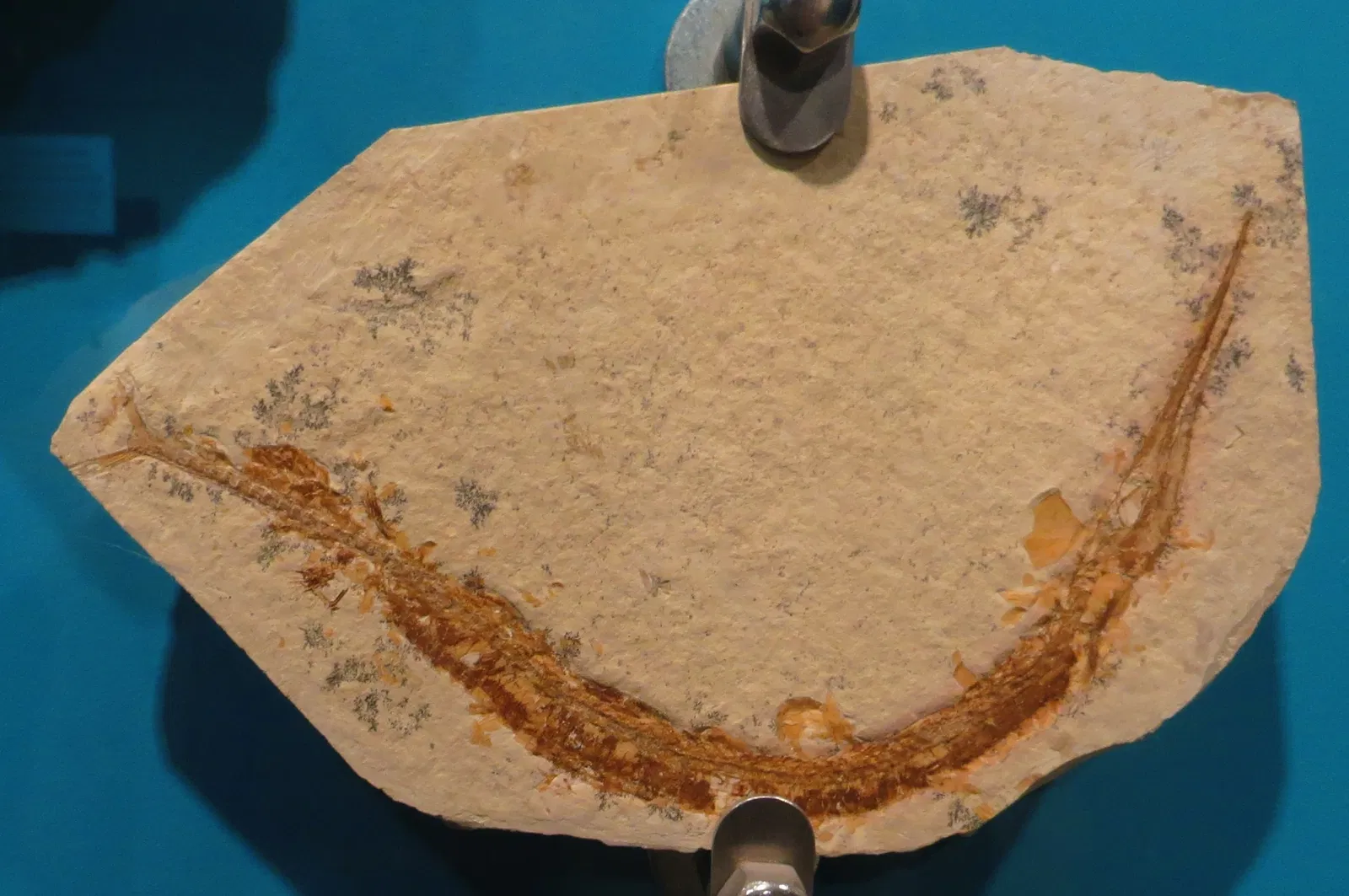 Bürgermeister-Müller-Museum