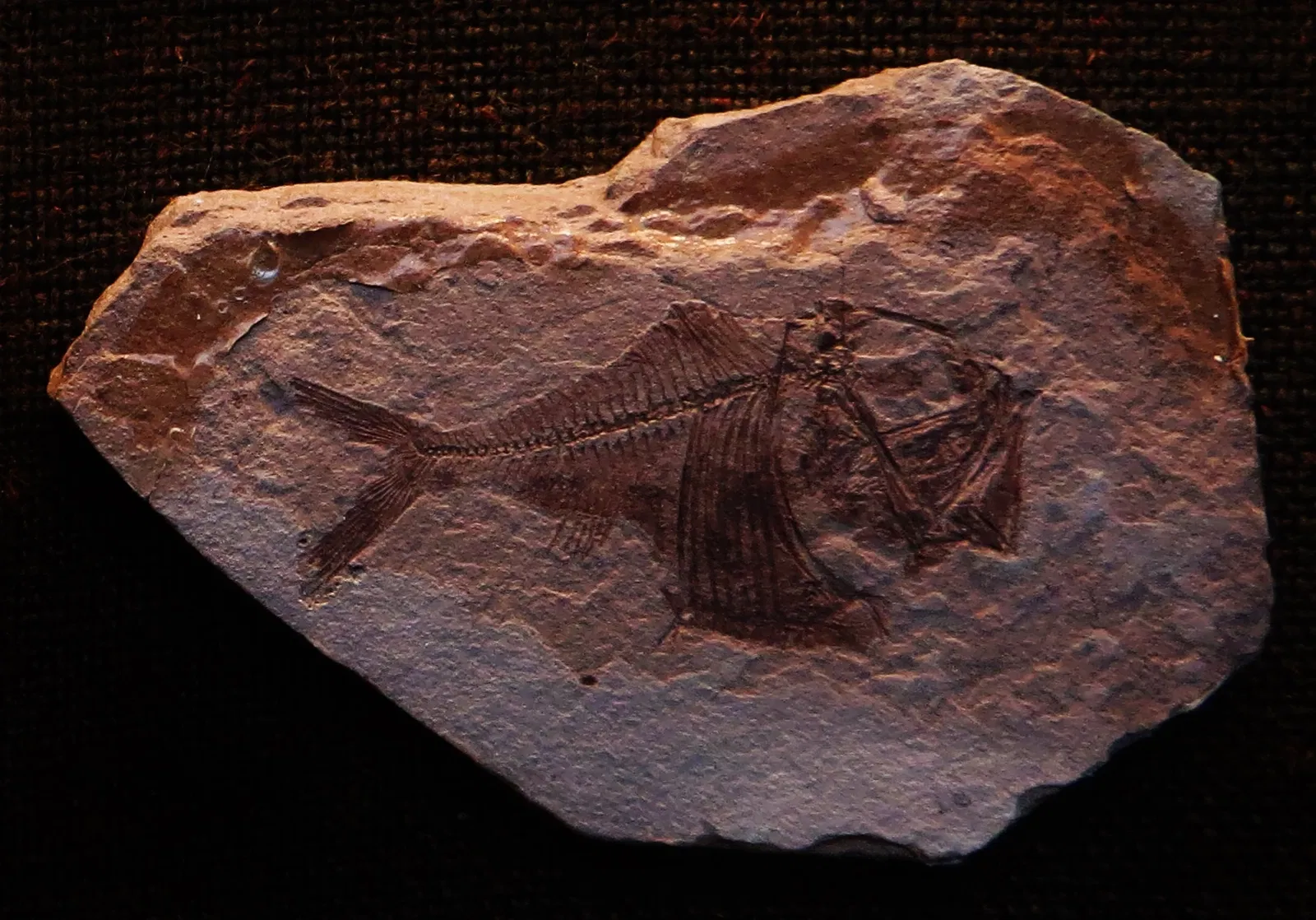 Bürgermeister-Müller-Museum