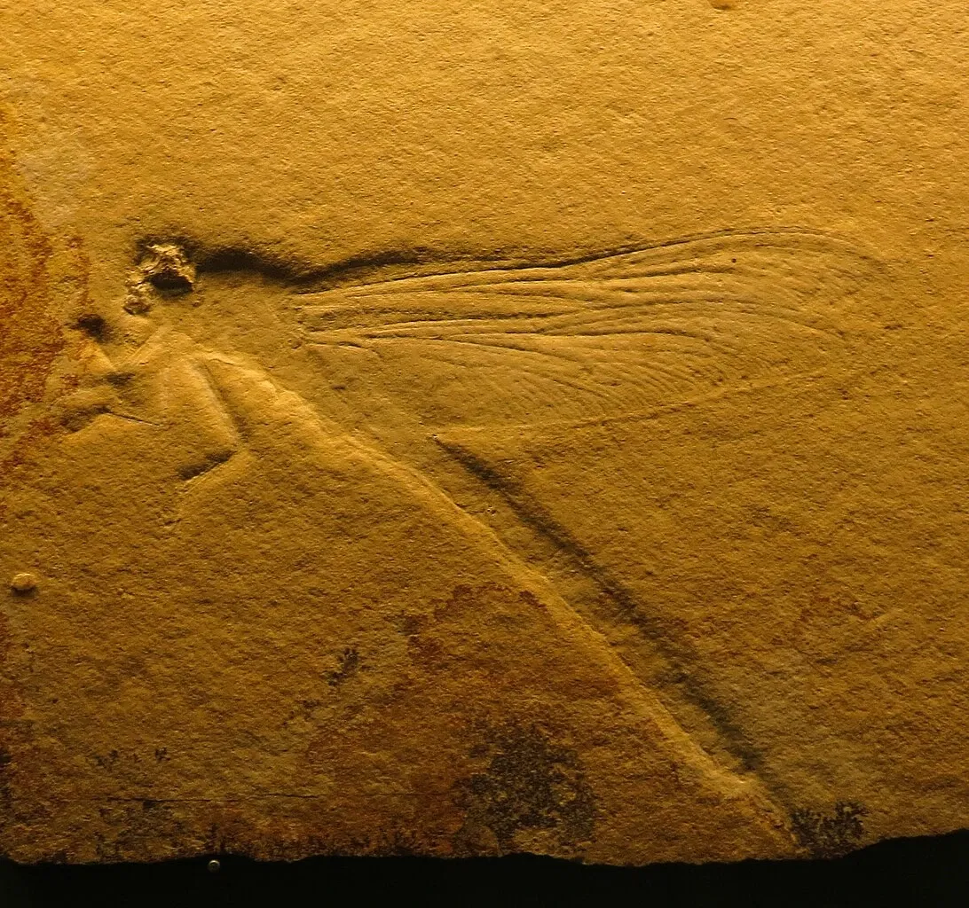 Bürgermeister-Müller-Museum