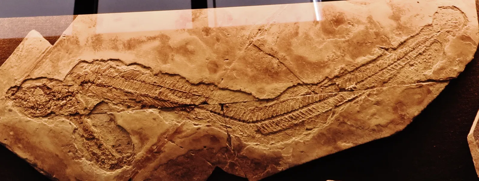 Bürgermeister-Müller-Museum