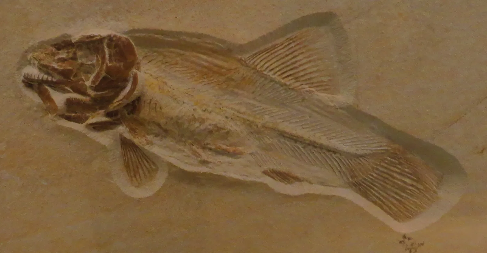 Bürgermeister-Müller-Museum