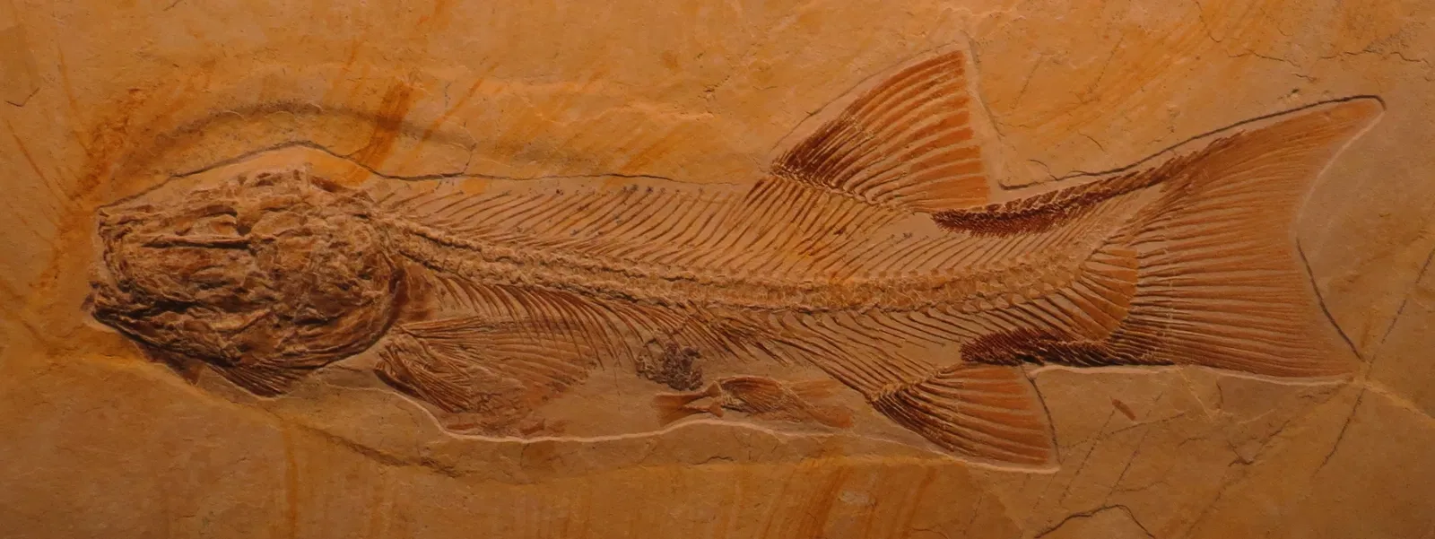 Bürgermeister-Müller-Museum