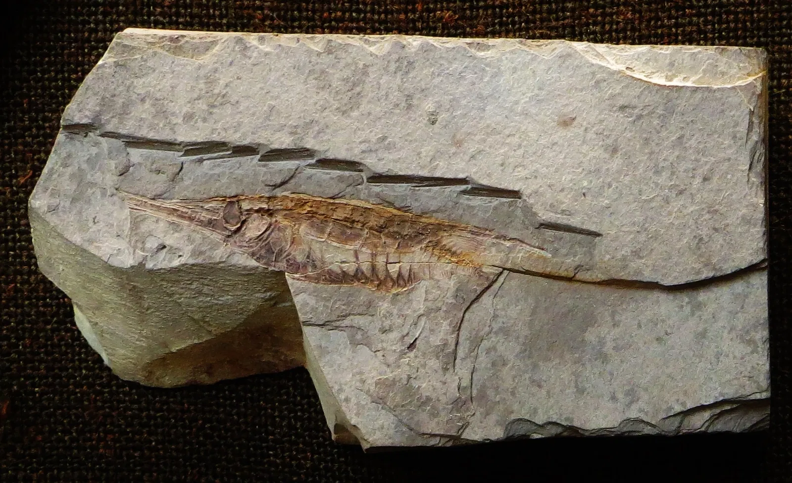 Bürgermeister-Müller-Museum