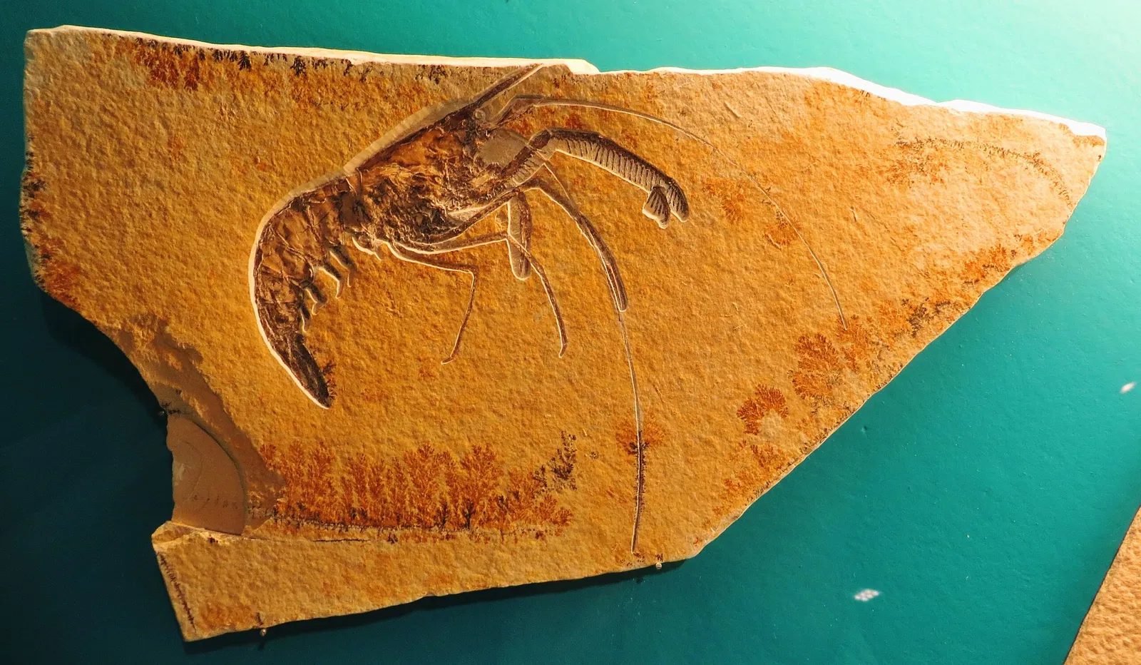 Bürgermeister-Müller-Museum