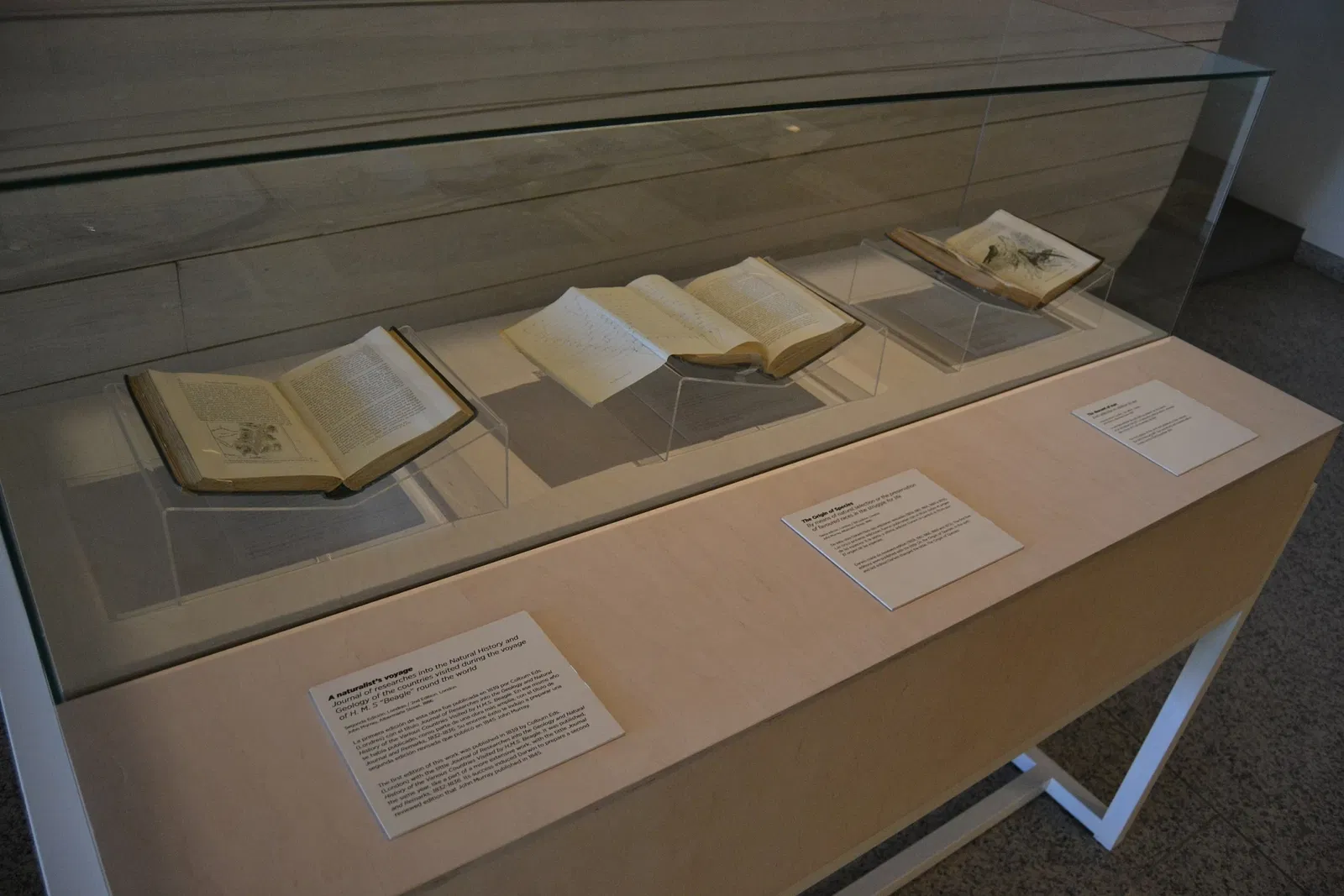 Musée de l'Évolution humaine