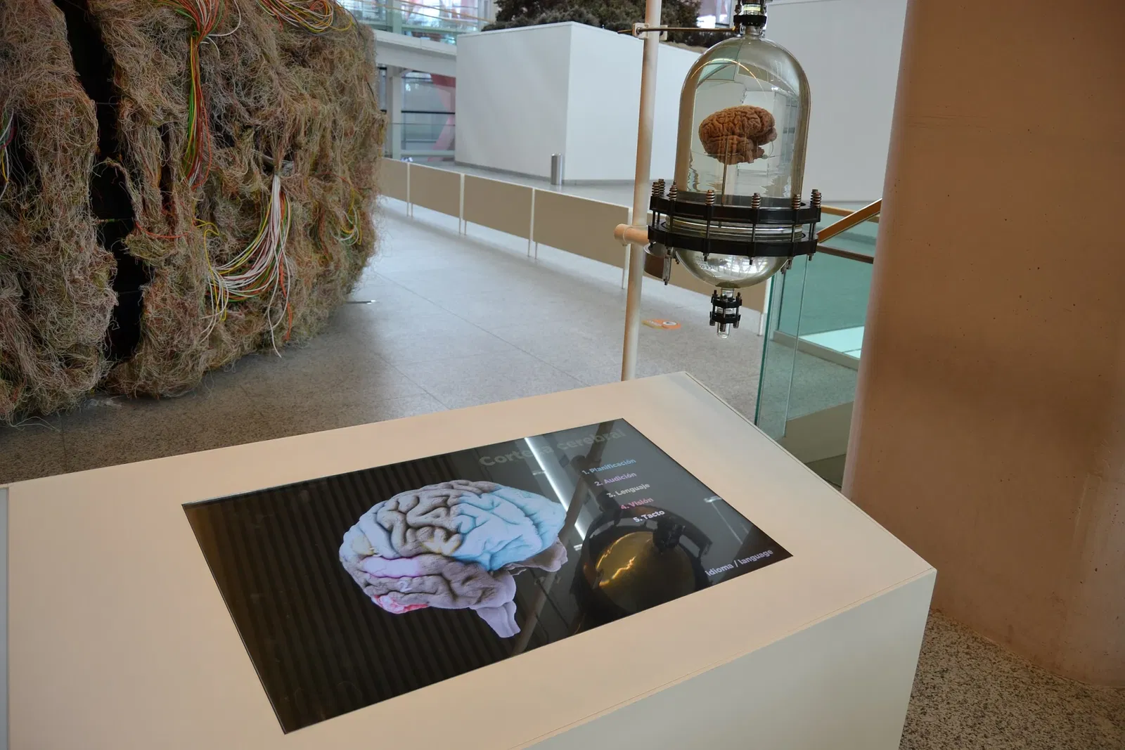 Musée de l'Évolution humaine