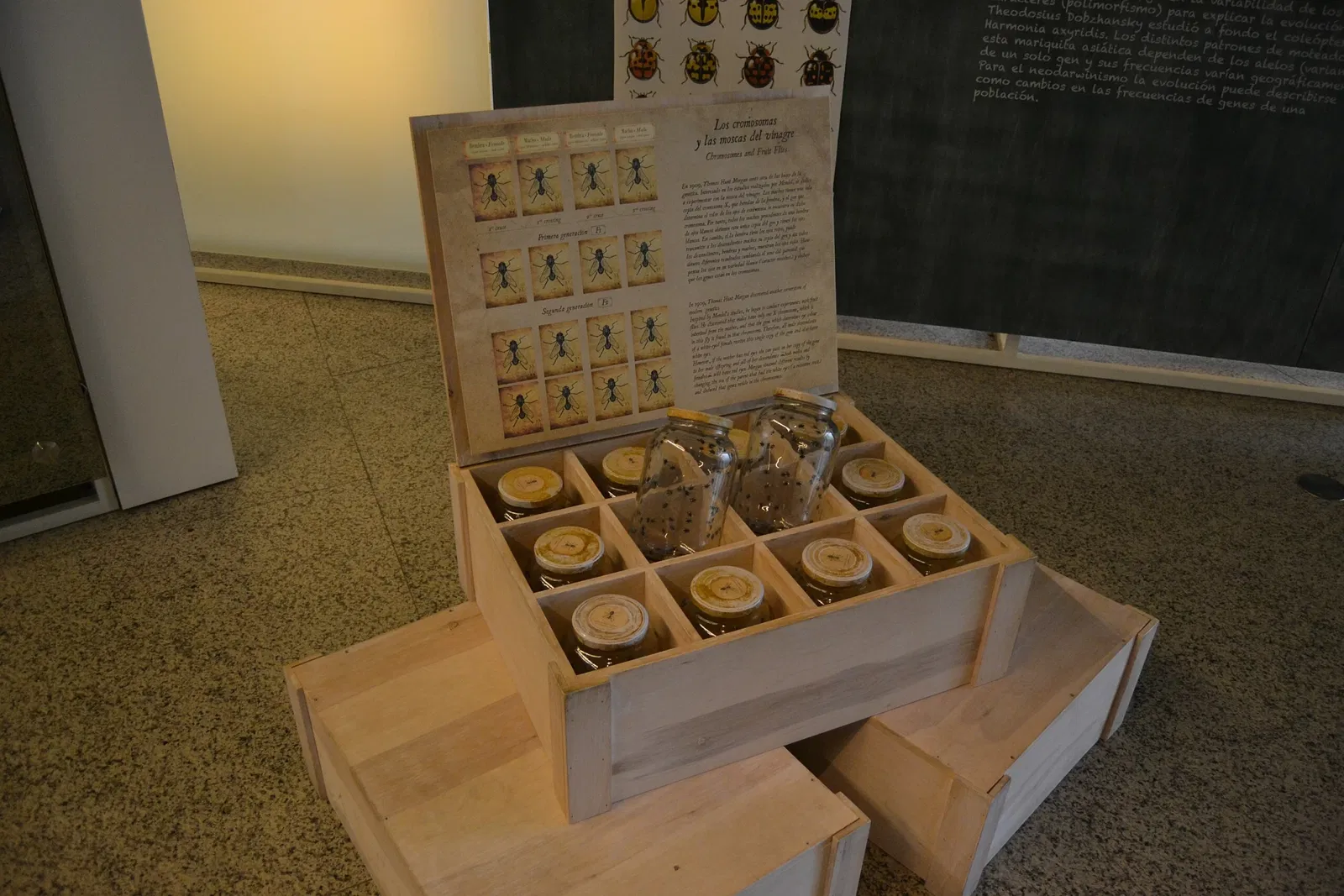 Musée de l'Évolution humaine