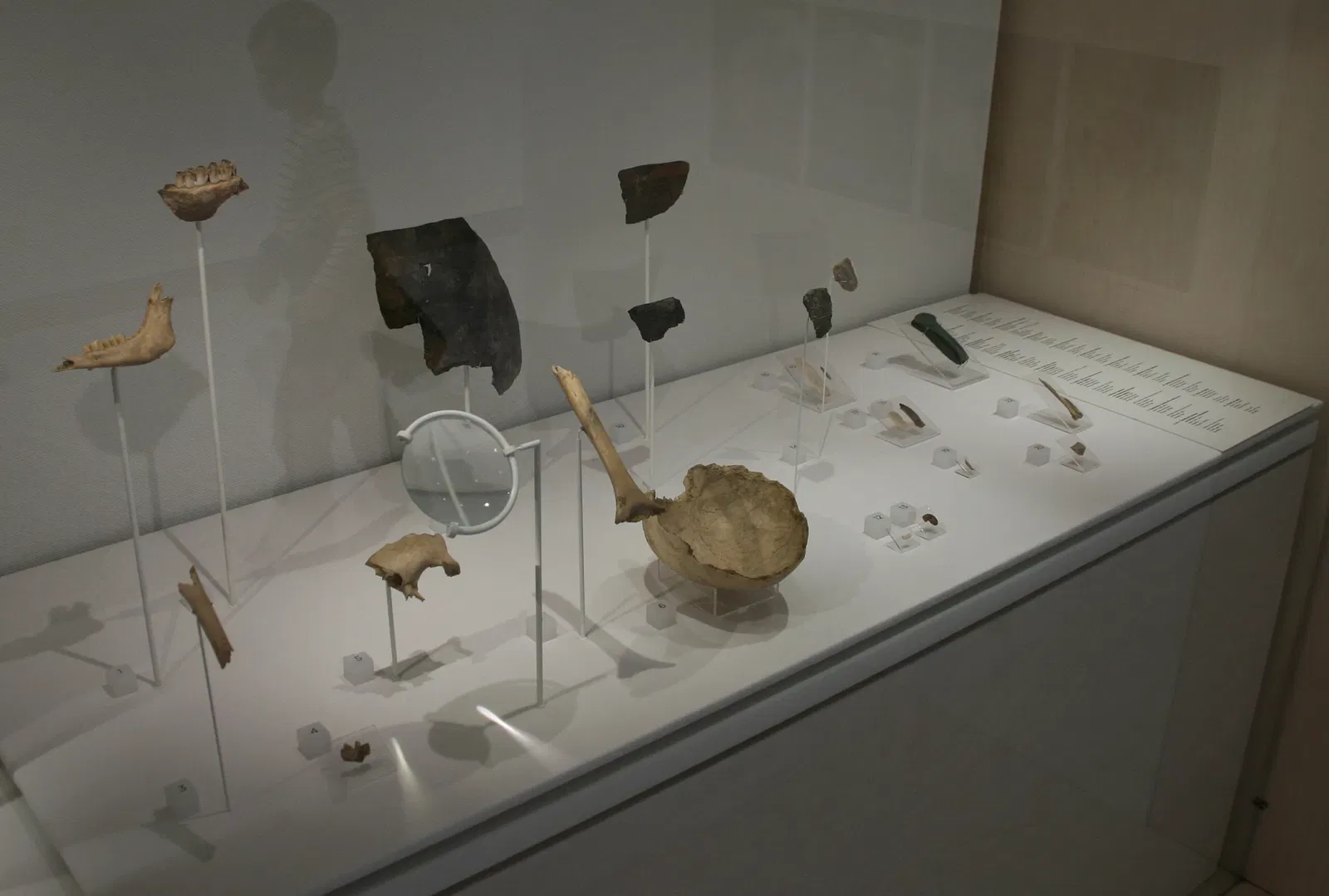 Musée de l'Évolution humaine