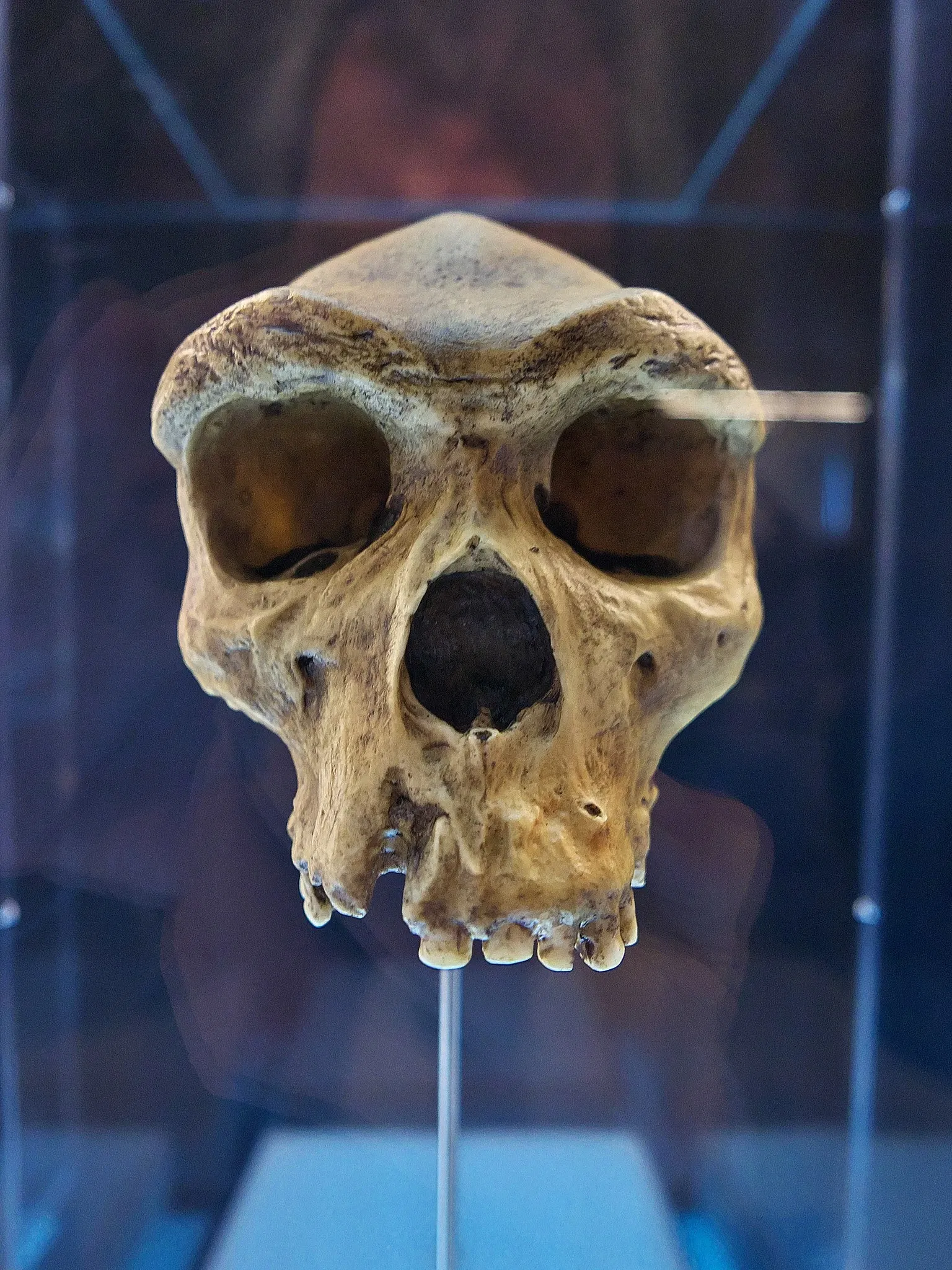 Museum of Human Evolution