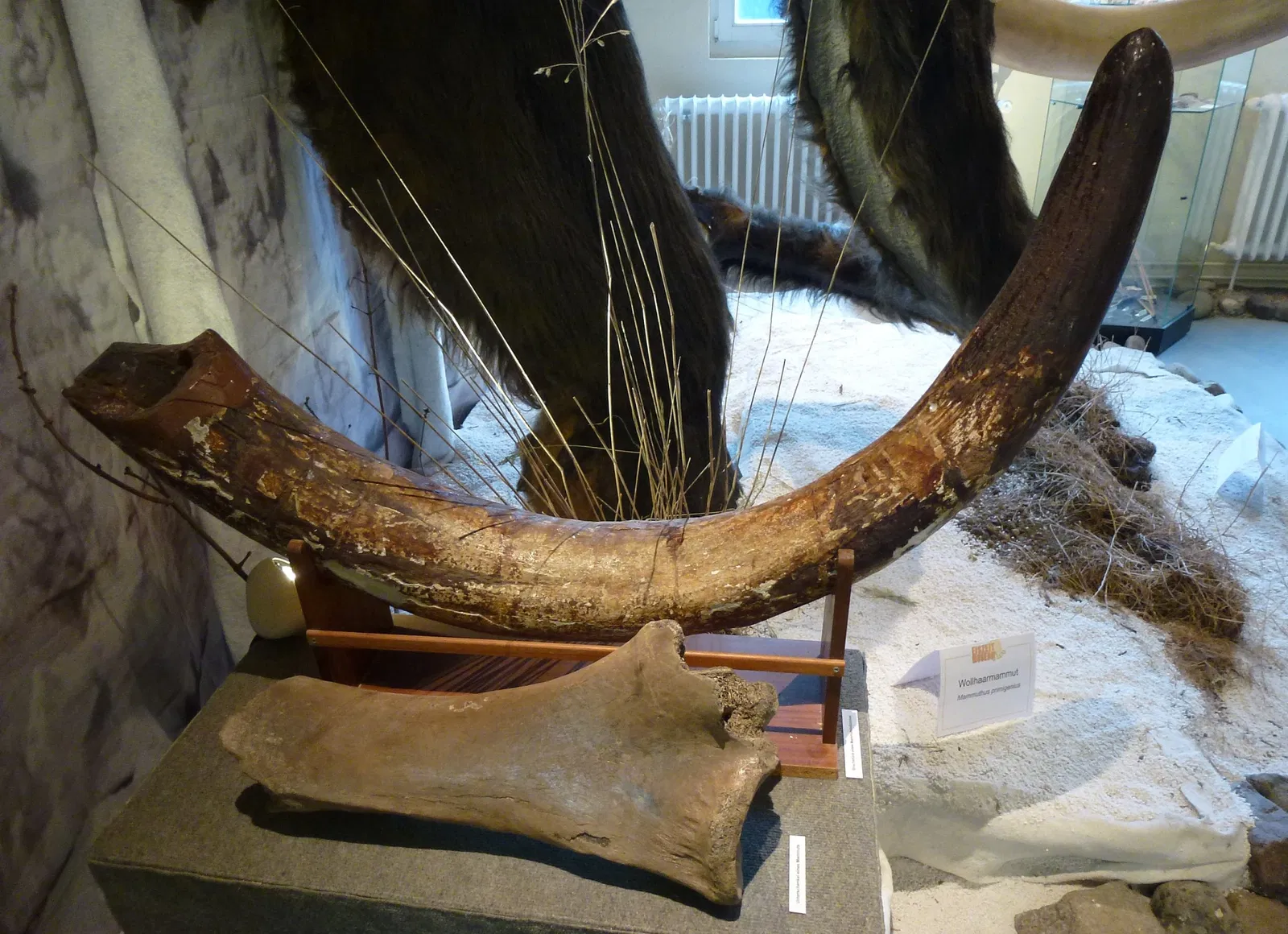 Eiszeitmuseum