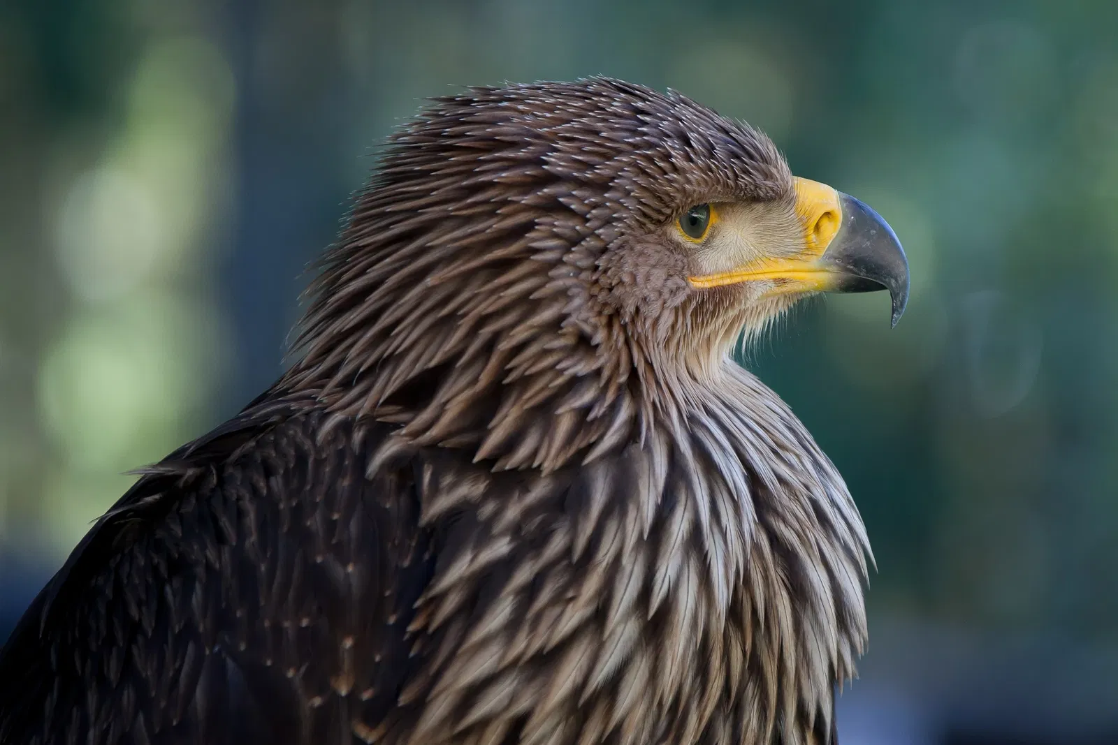 Greifvogelstation & Wildfreigehege Hellenthal