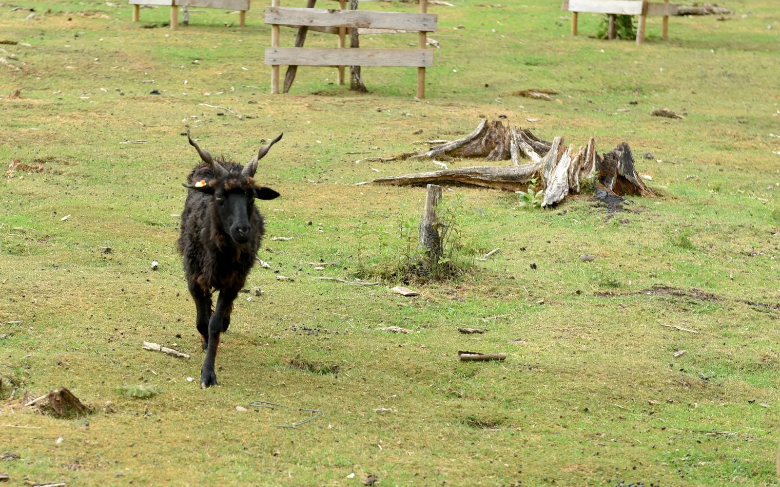Greifvogelstation & Wildfreigehege Hellenthal