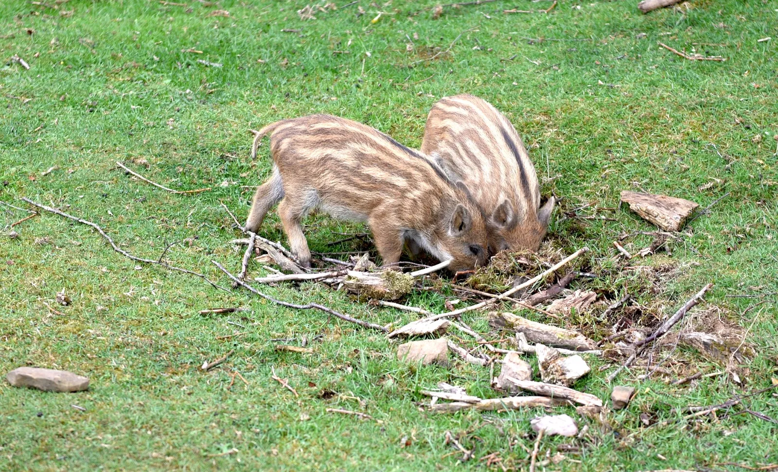 Greifvogelstation & Wildfreigehege Hellenthal
