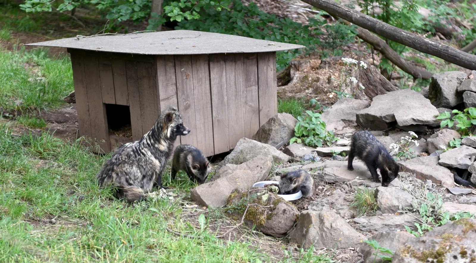 Greifvogelstation & Wildfreigehege Hellenthal