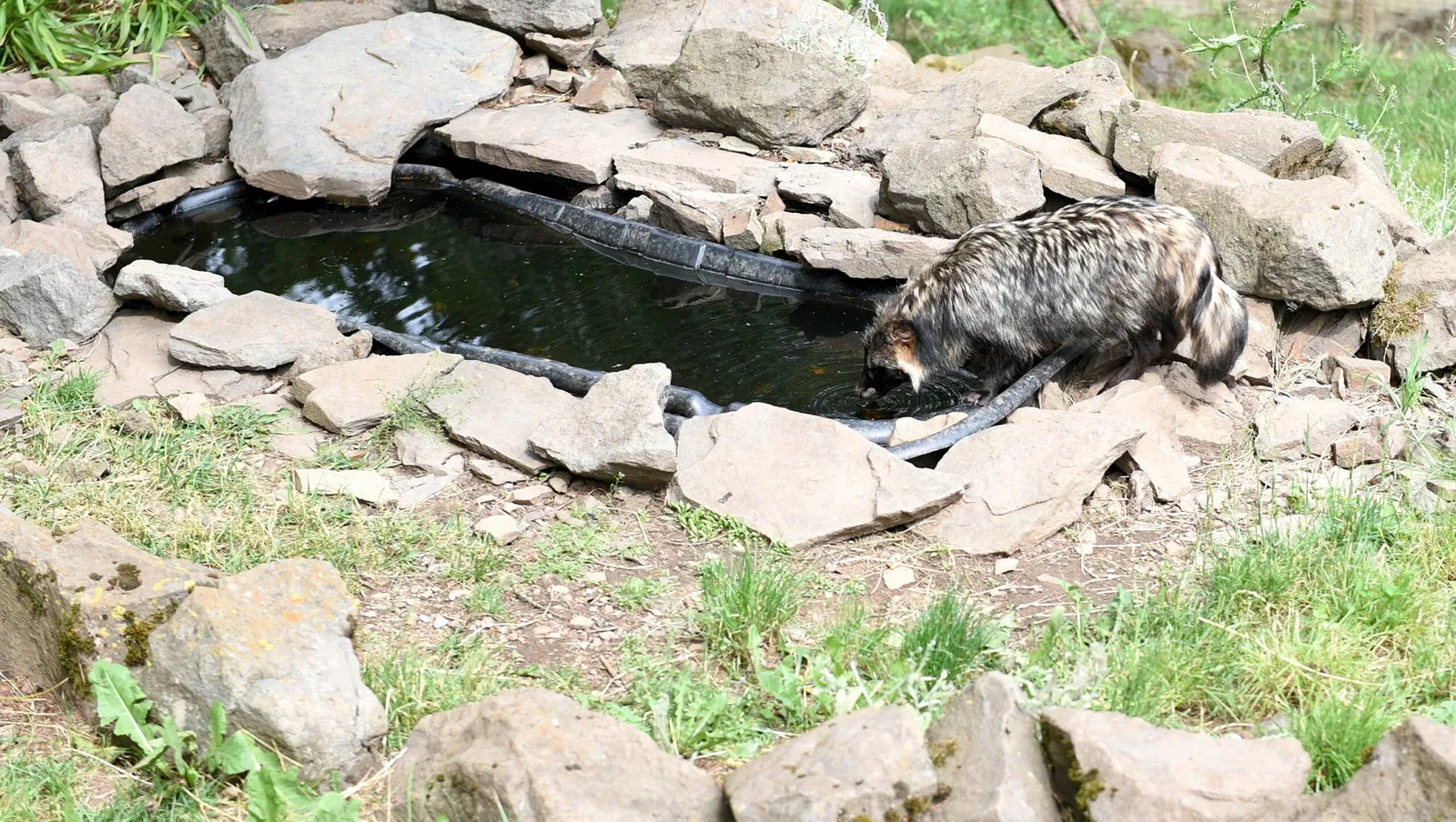 Greifvogelstation & Wildfreigehege Hellenthal
