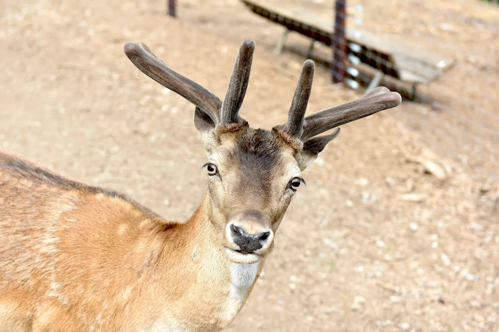 Greifvogelstation & Wildfreigehege Hellenthal