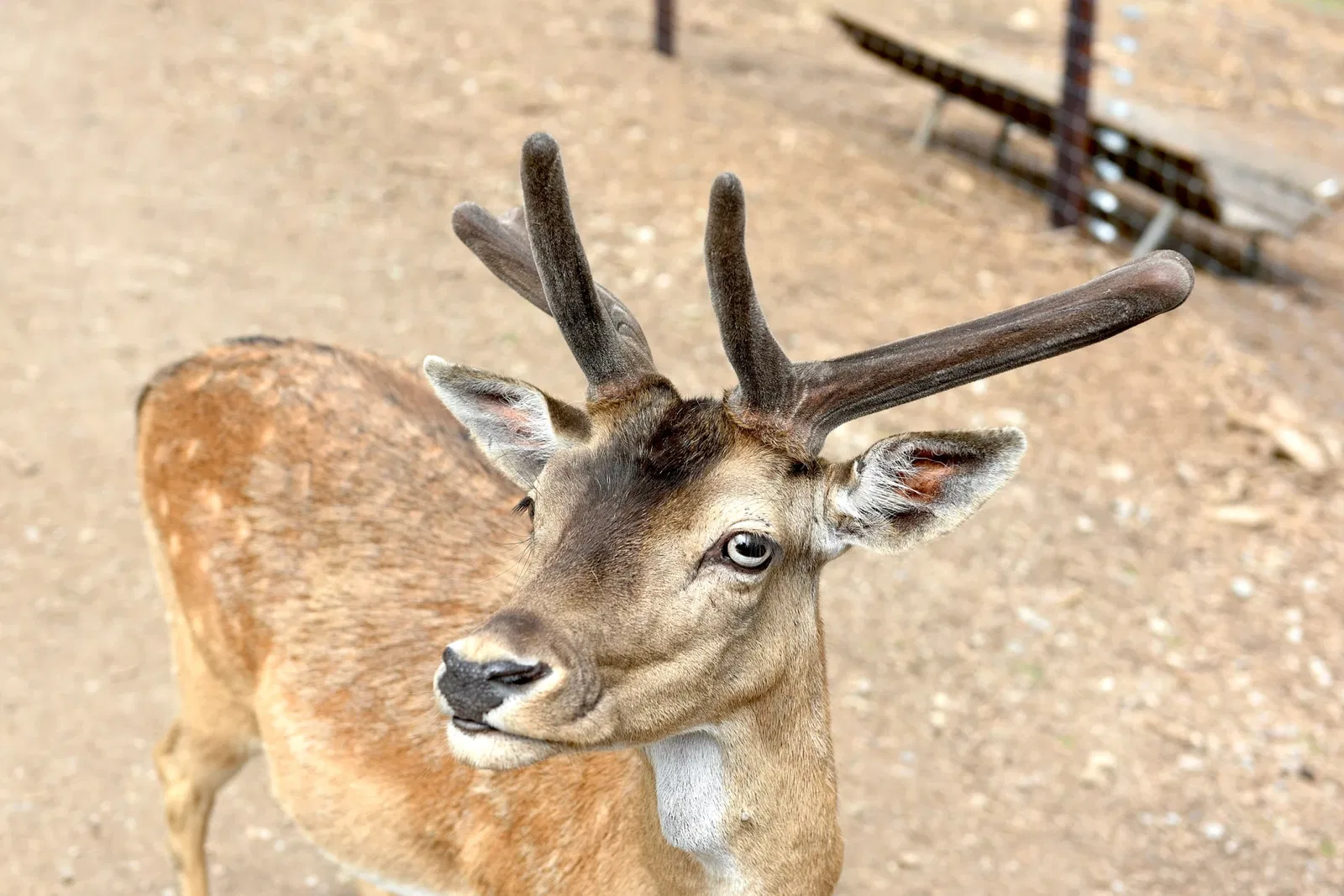 Greifvogelstation & Wildfreigehege Hellenthal