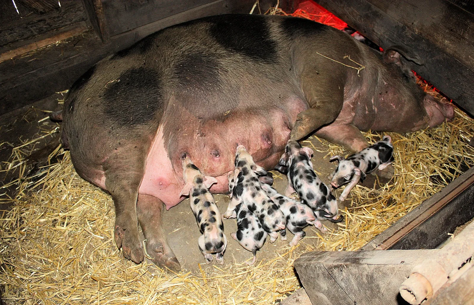 Freilichtmuseum Kiekeberg