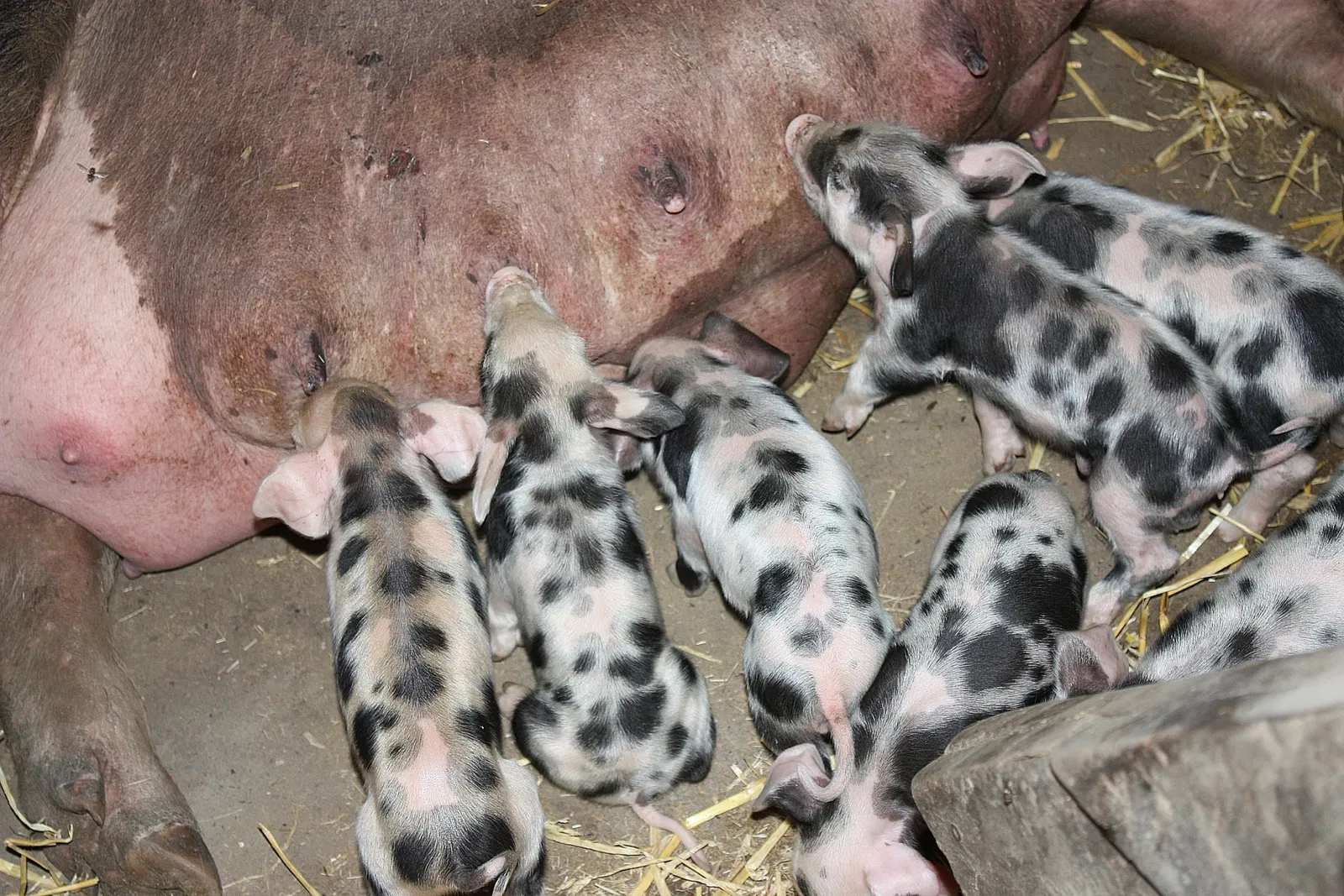 Freilichtmuseum Kiekeberg