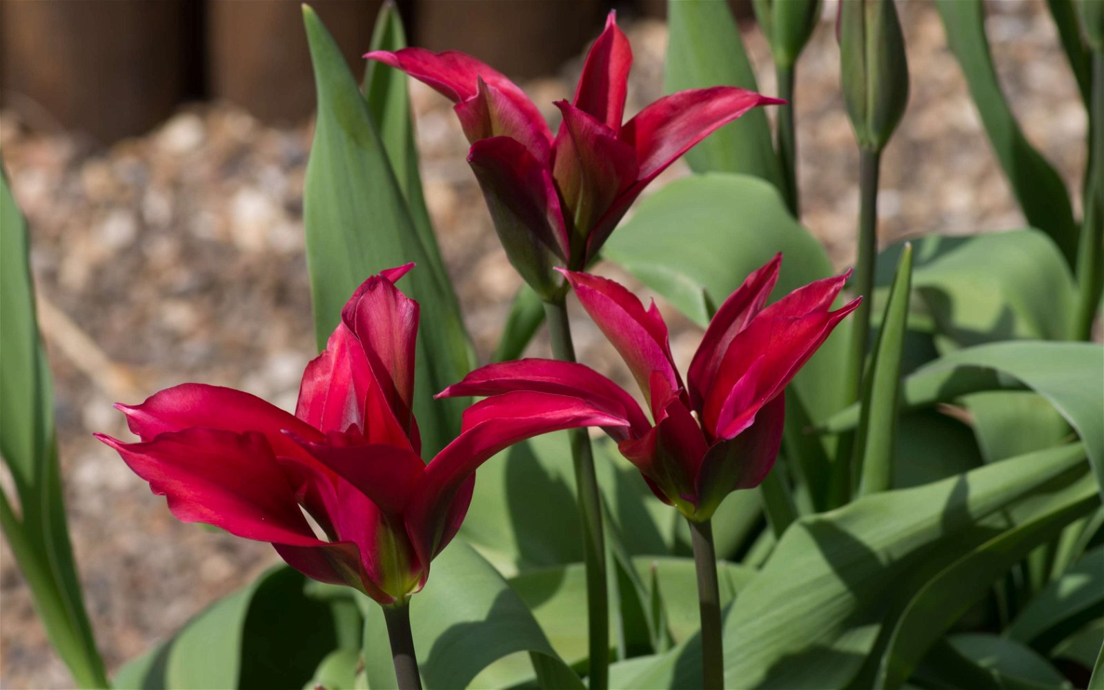 Stewart's Burnby Hall Gardens and Museum