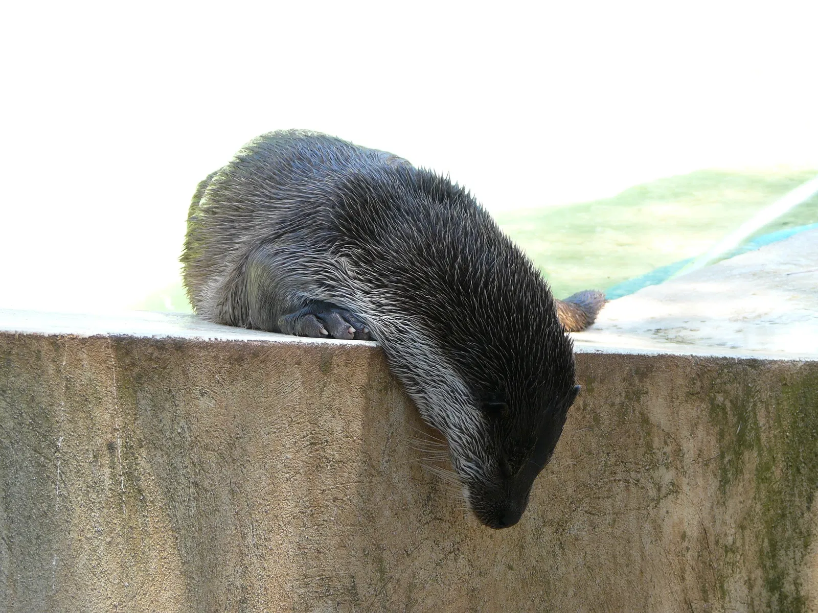 Montpellier Zoological Park