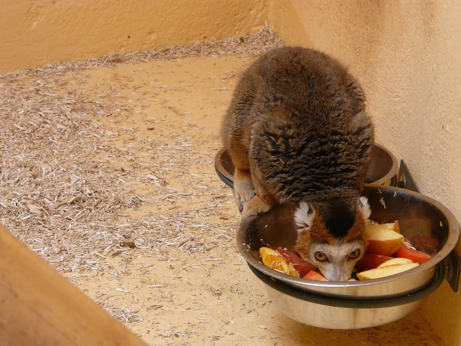 Montpellier Zoological Park