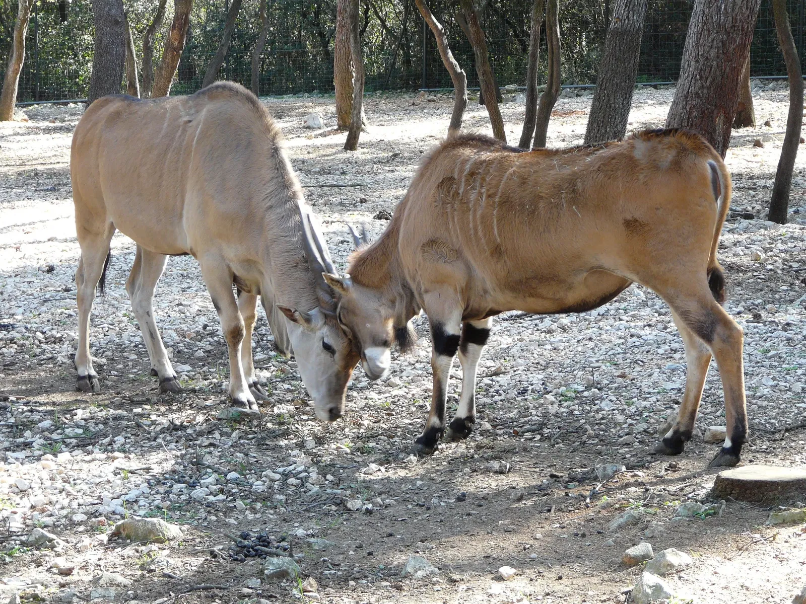 Parc Zoologique de Montpellier