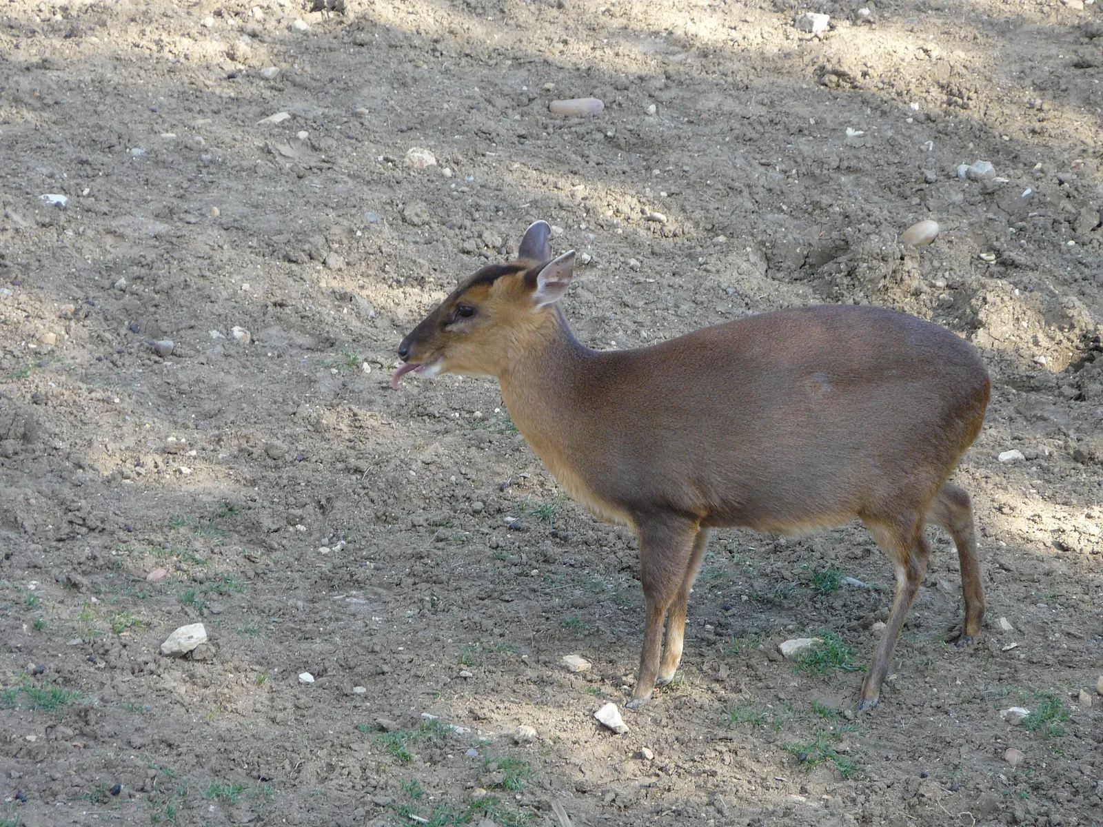 Parc Zoologique de Montpellier