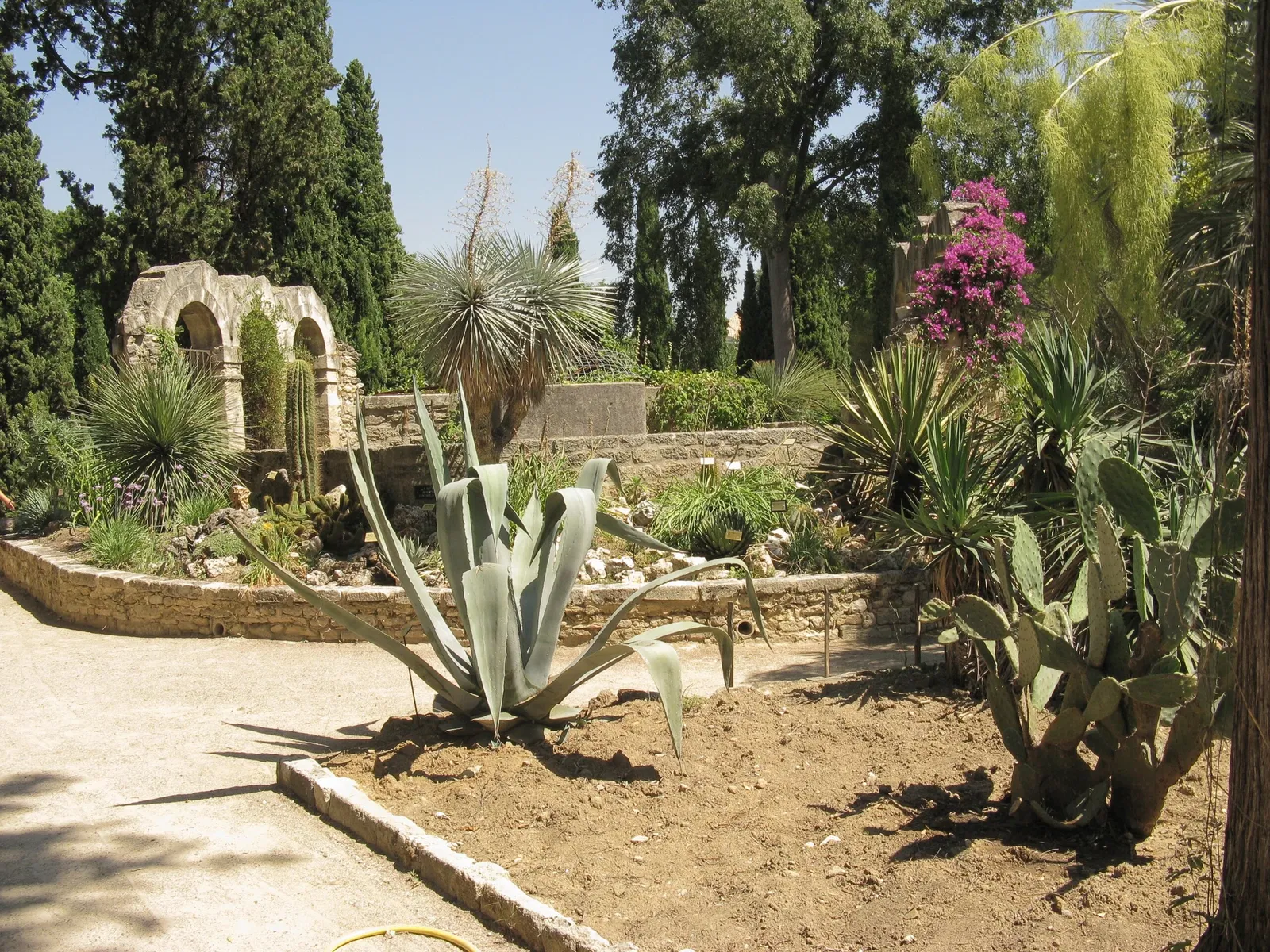 Jardin des plantes de Montpellier