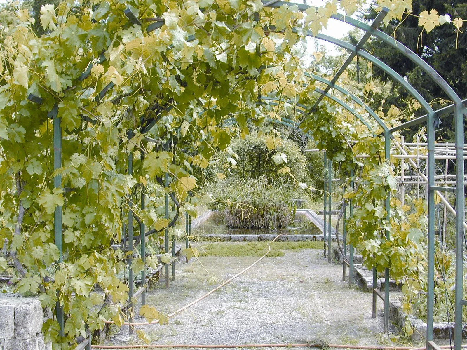 Orto botanico di Montpellier