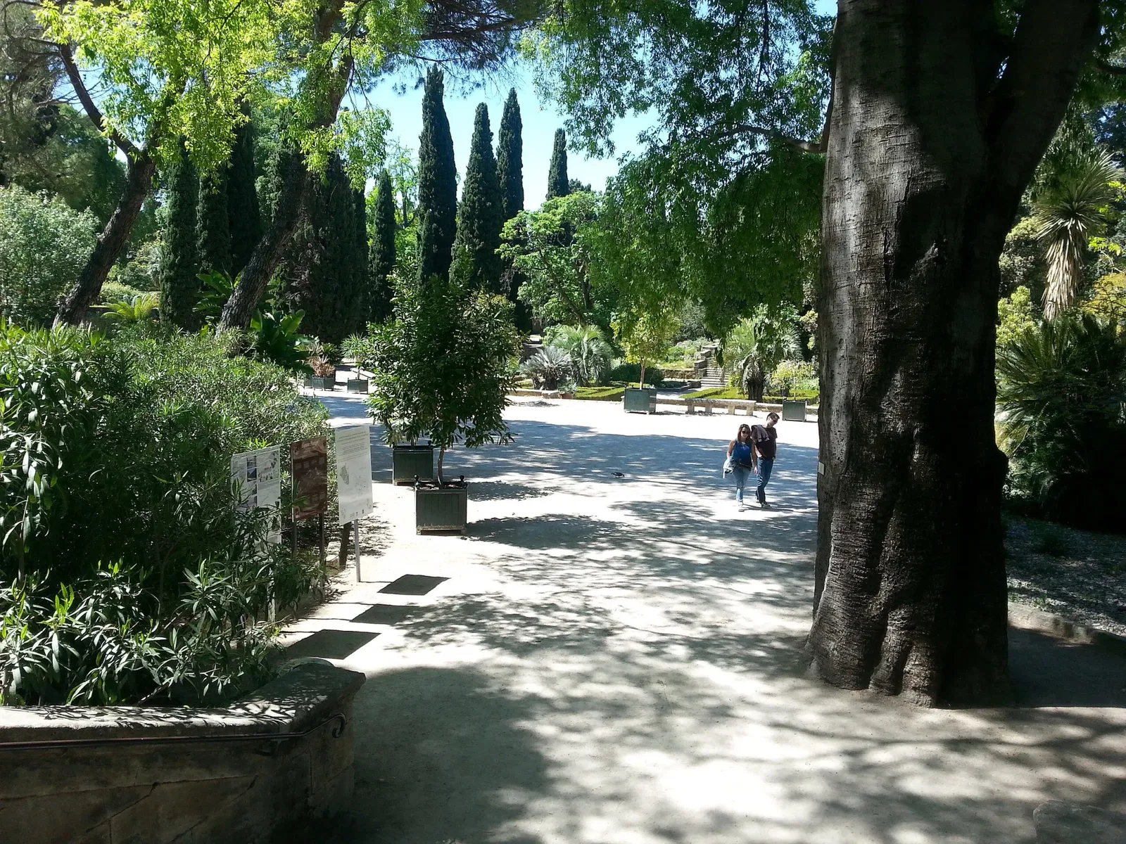 Jardin des plantes de Montpellier
