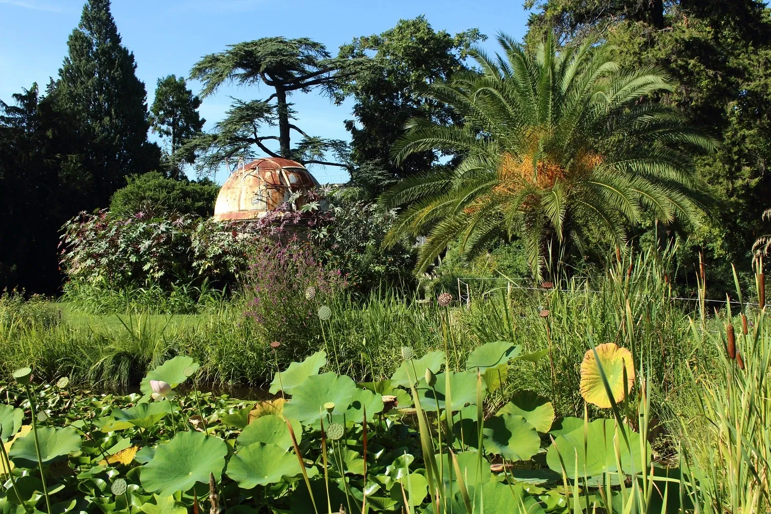 Orto botanico di Montpellier