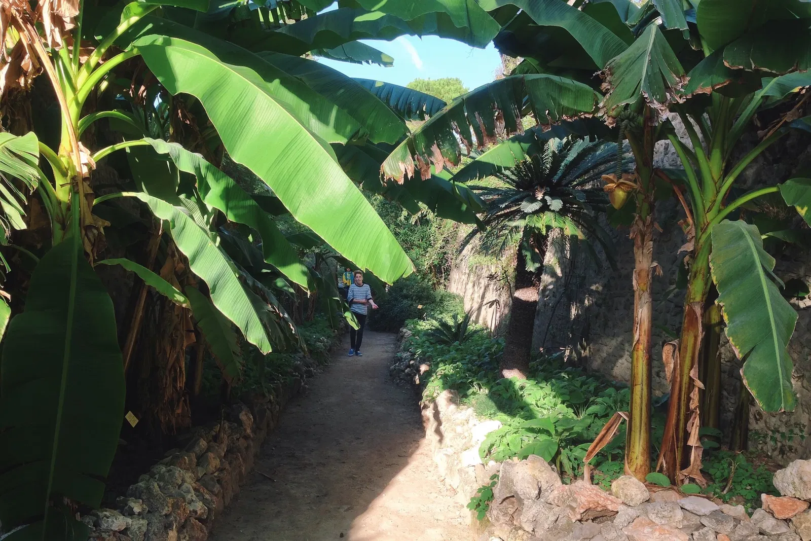 Jardín de plantas de Montpellier