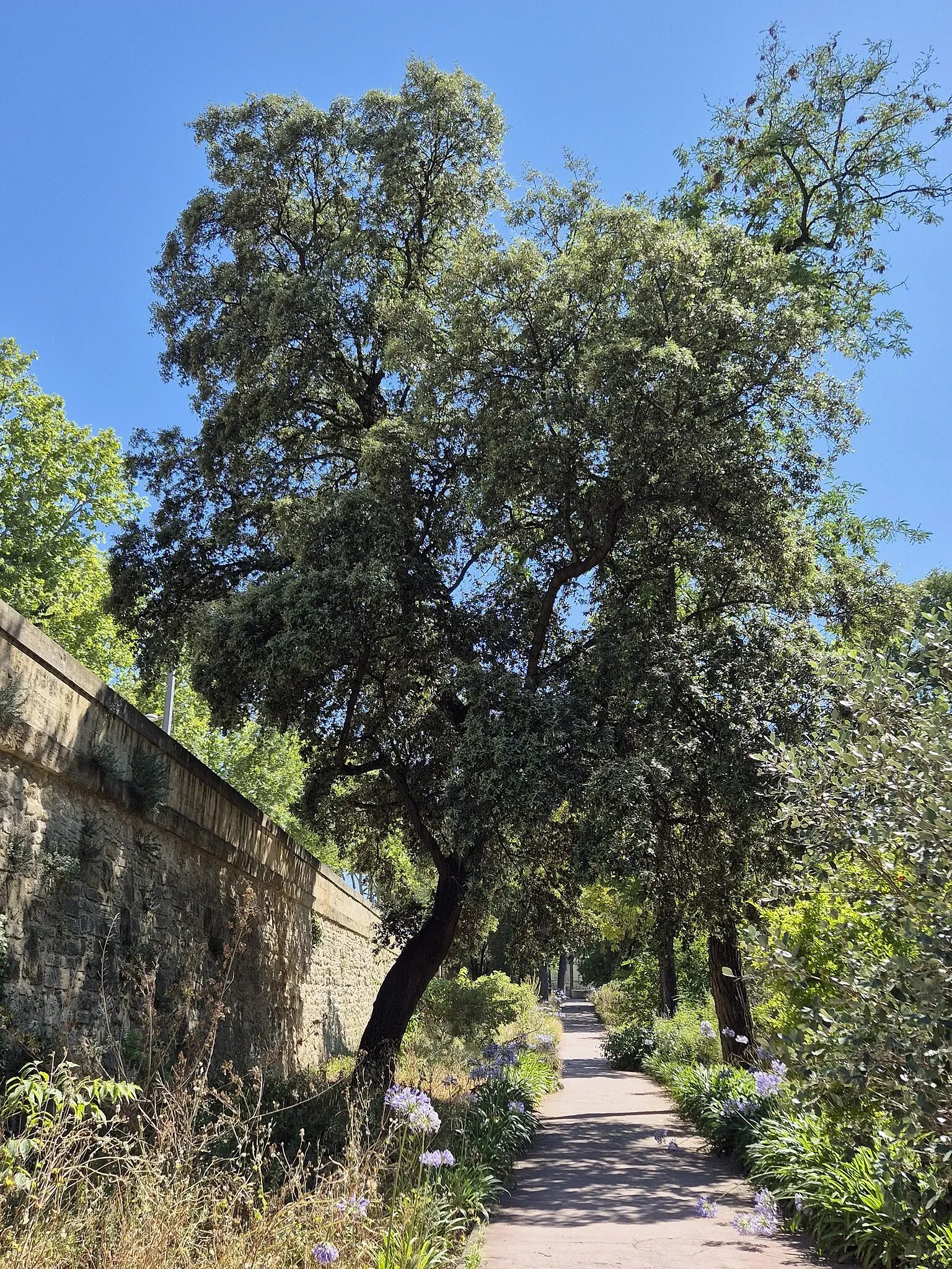 Jardín de plantas de Montpellier