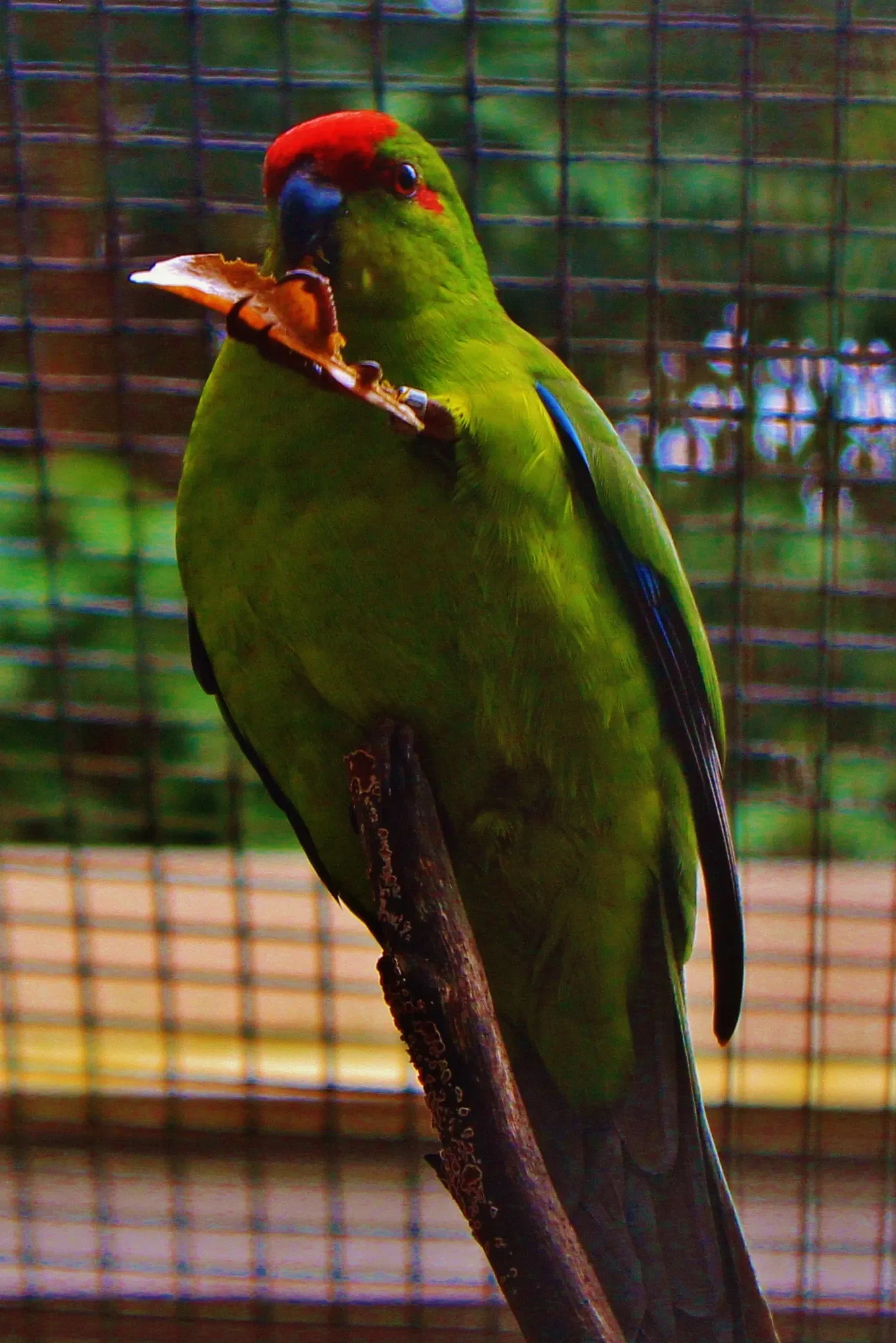 Parc Zoologique et Forestier