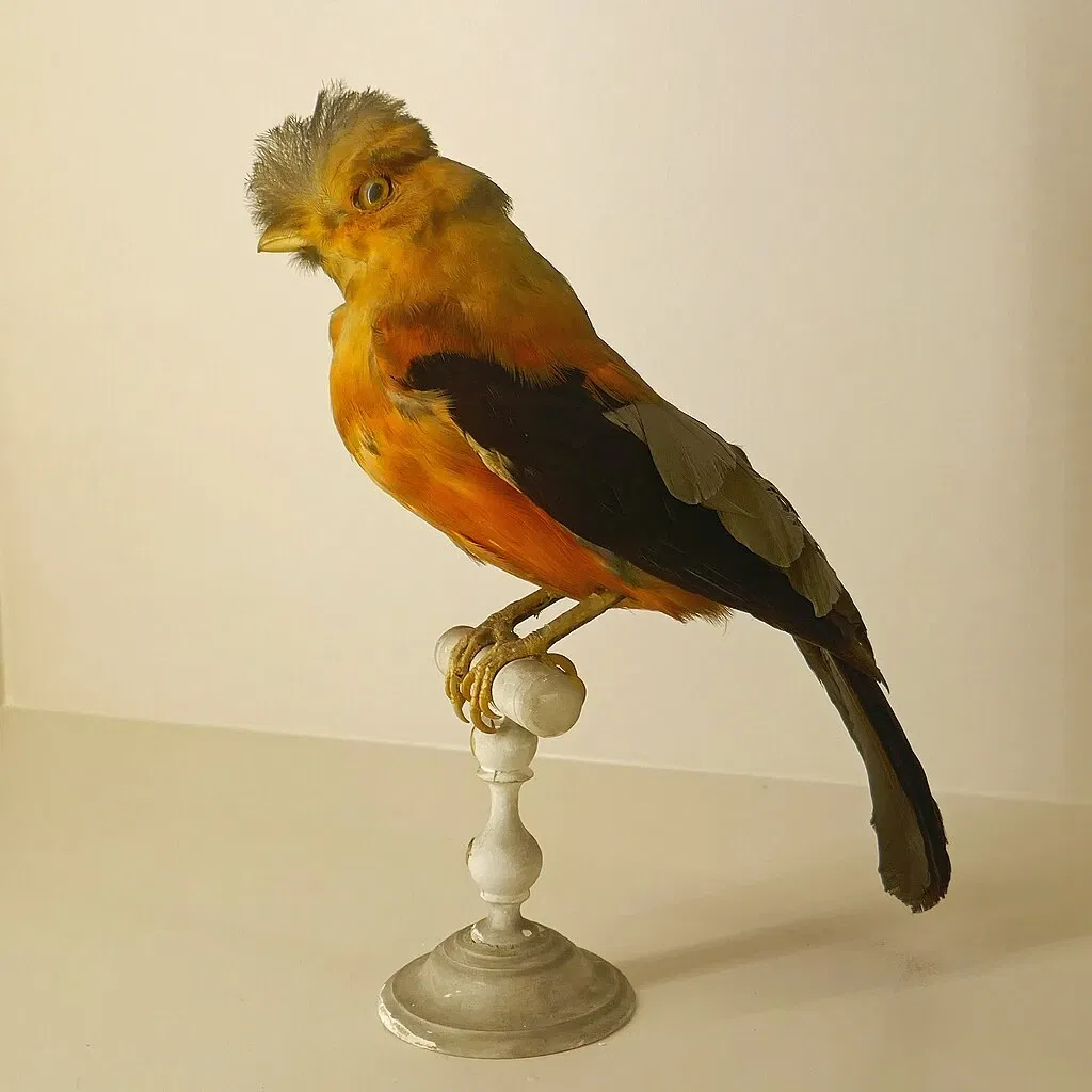 Natural History Museum