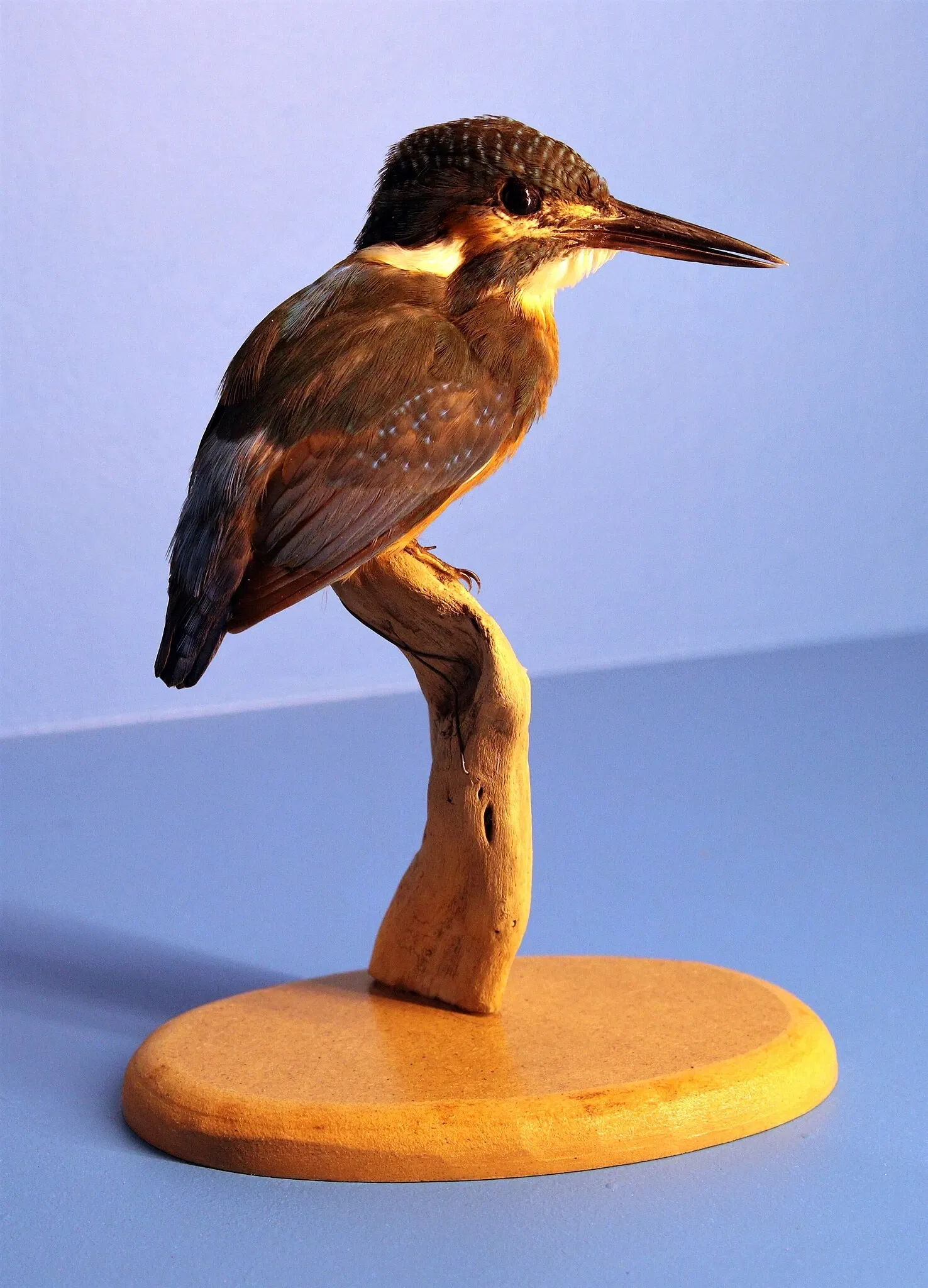 Natural History Museum