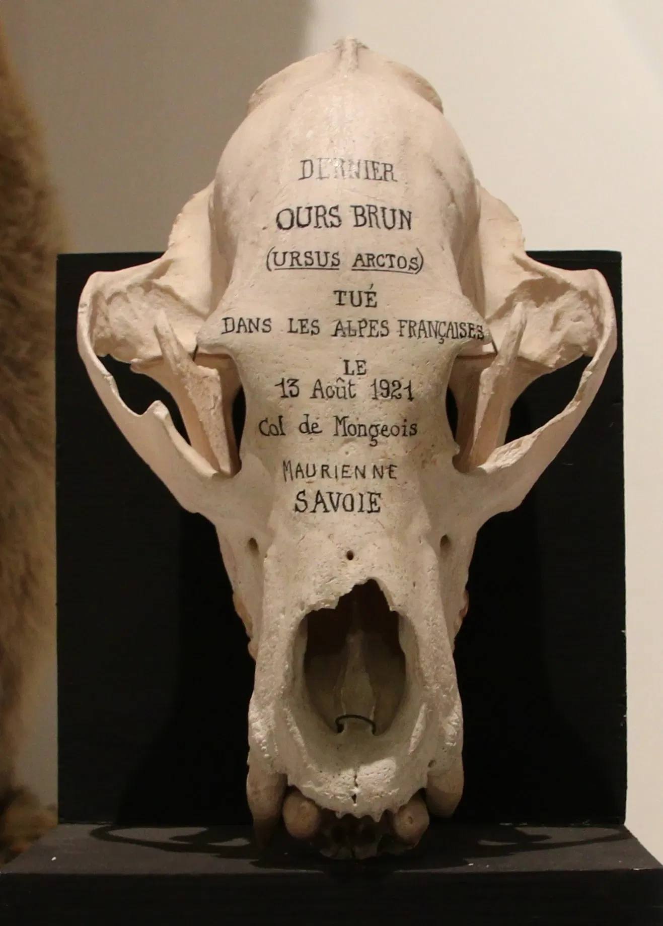 Natural History Museum