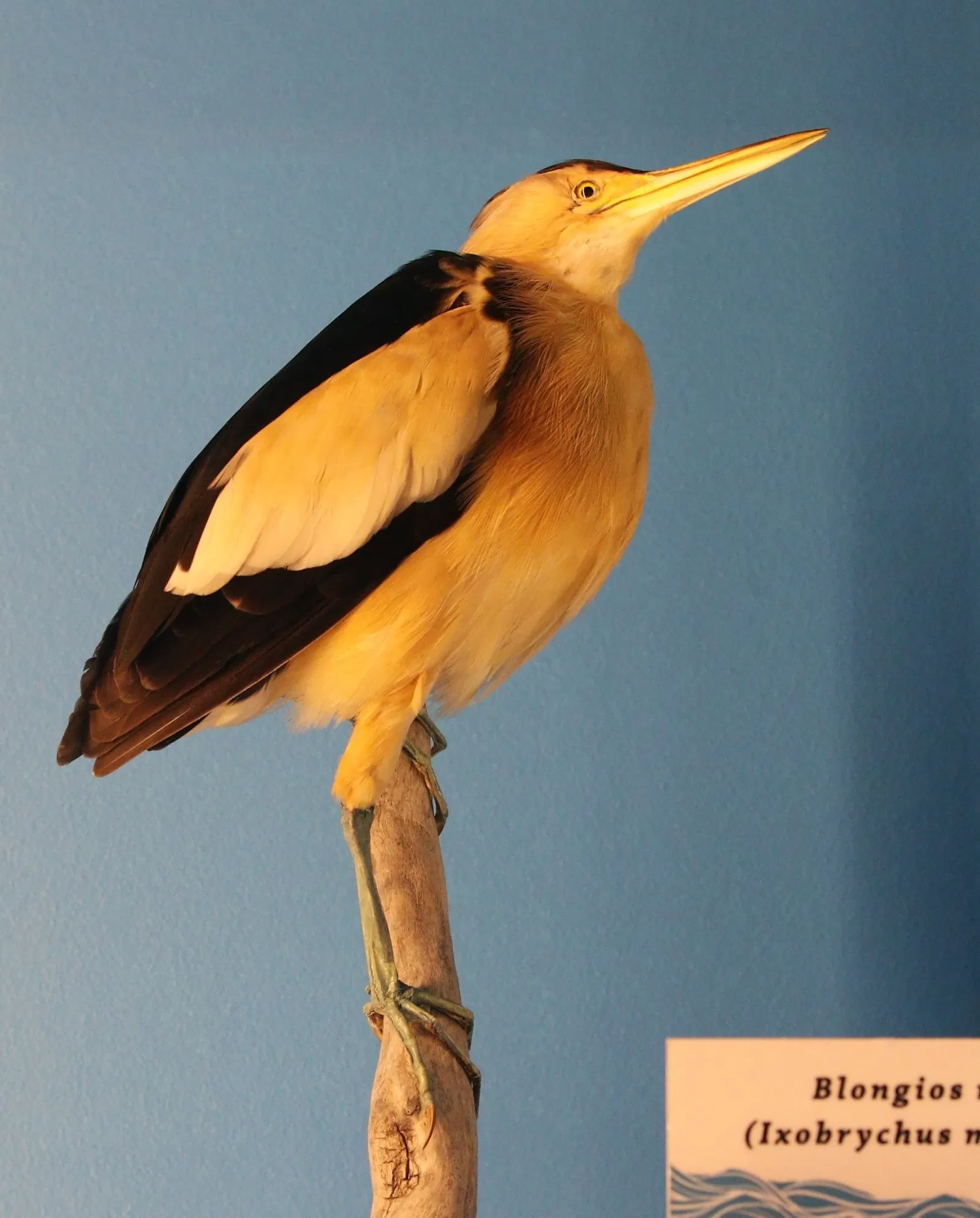 Muséum d'Histoire Naturelle