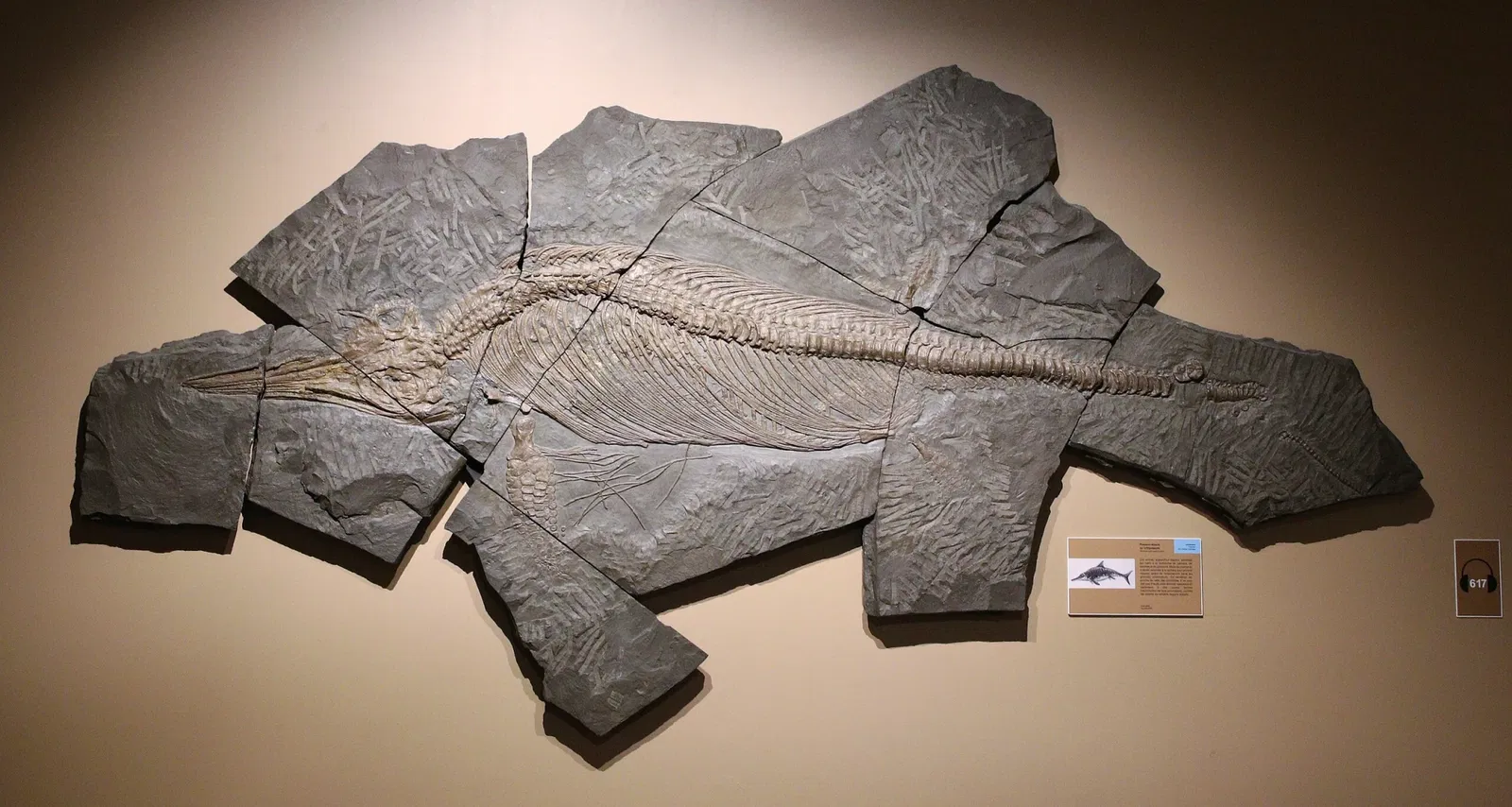 Natural History Museum