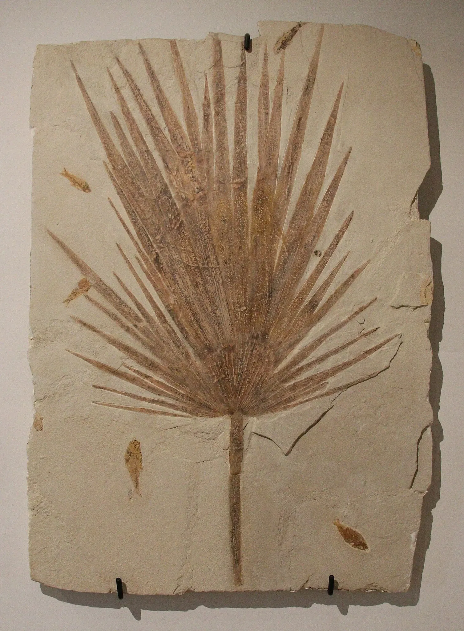 Natural History Museum