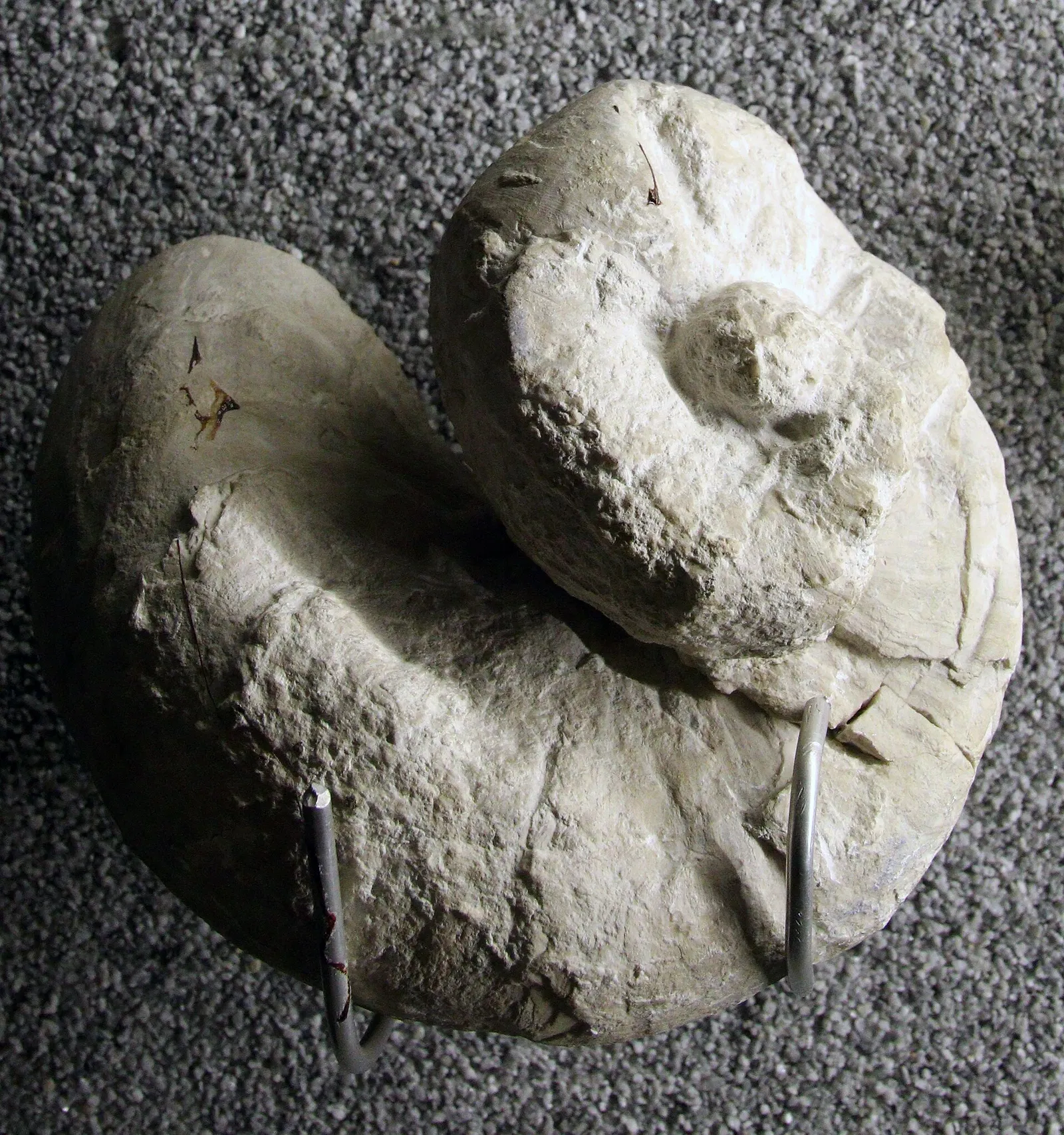 Natural History Museum