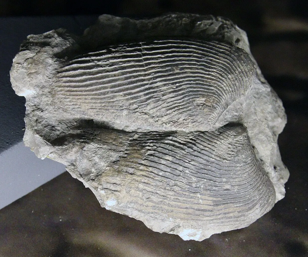 Muséum d'Histoire Naturelle