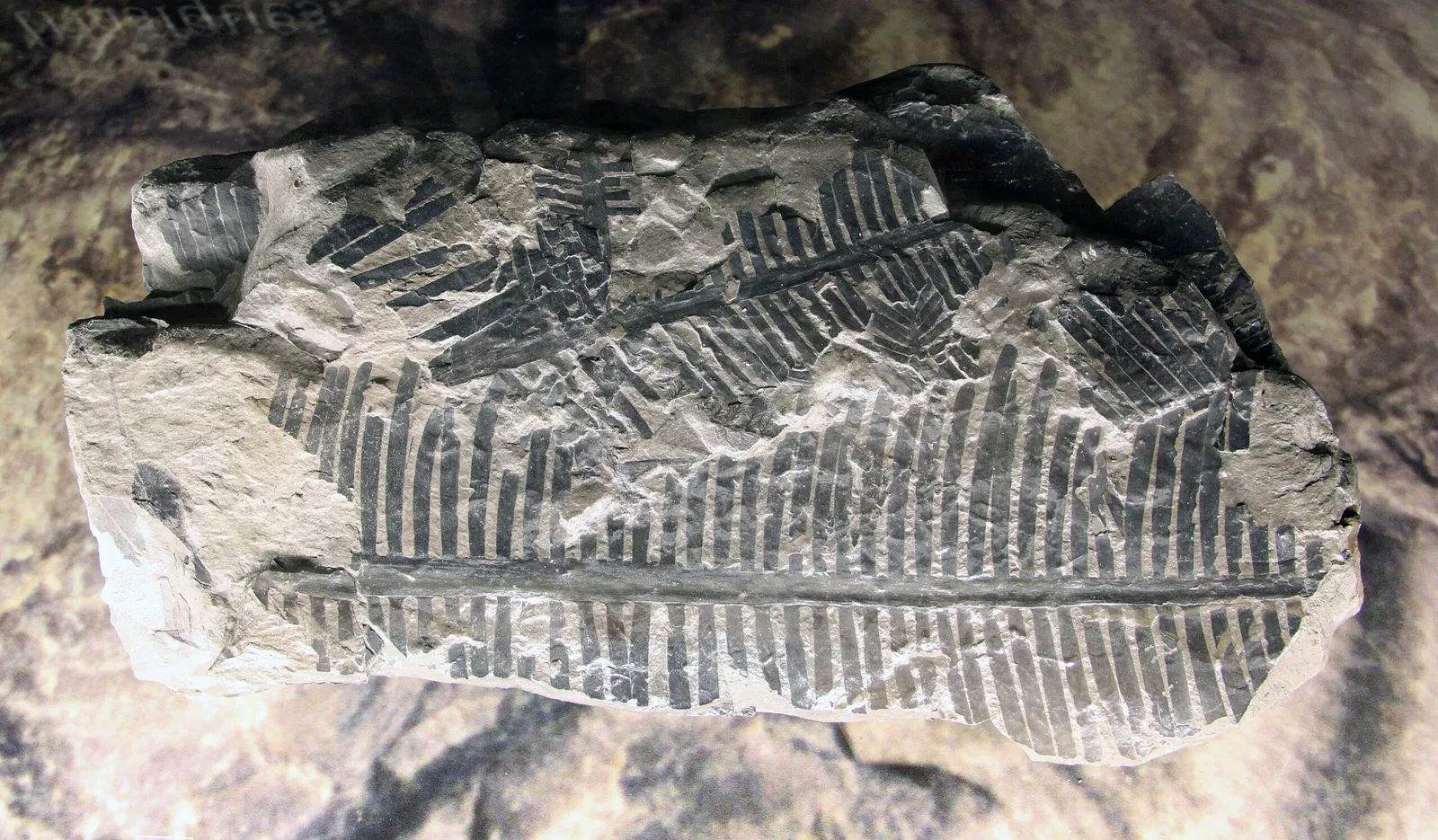 Muséum d'Histoire Naturelle