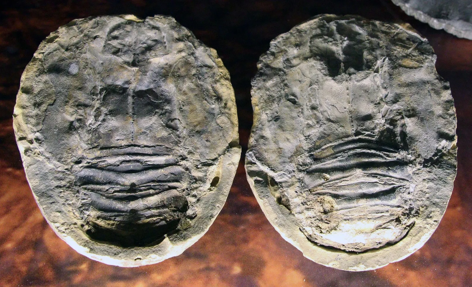 Muséum d'Histoire Naturelle