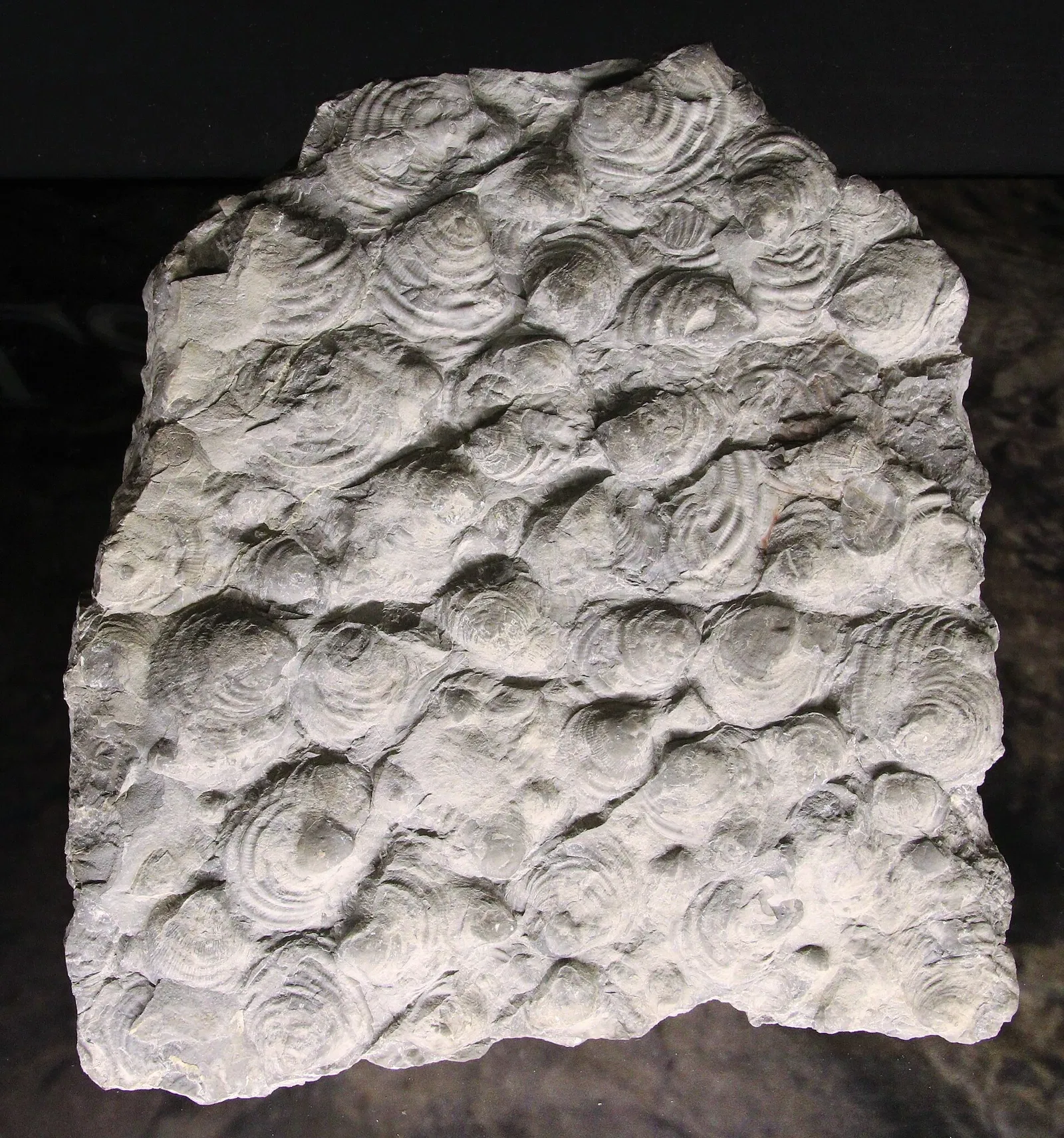 Natural History Museum