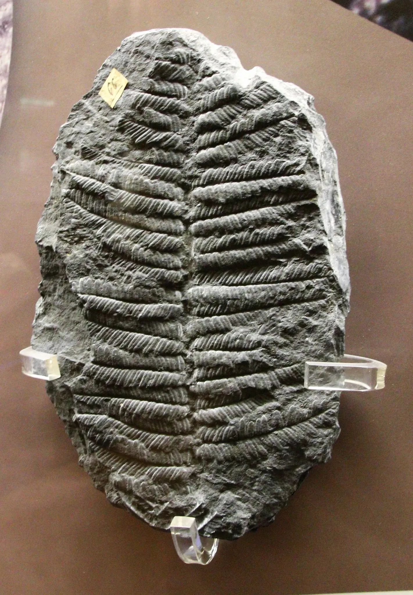 Natural History Museum