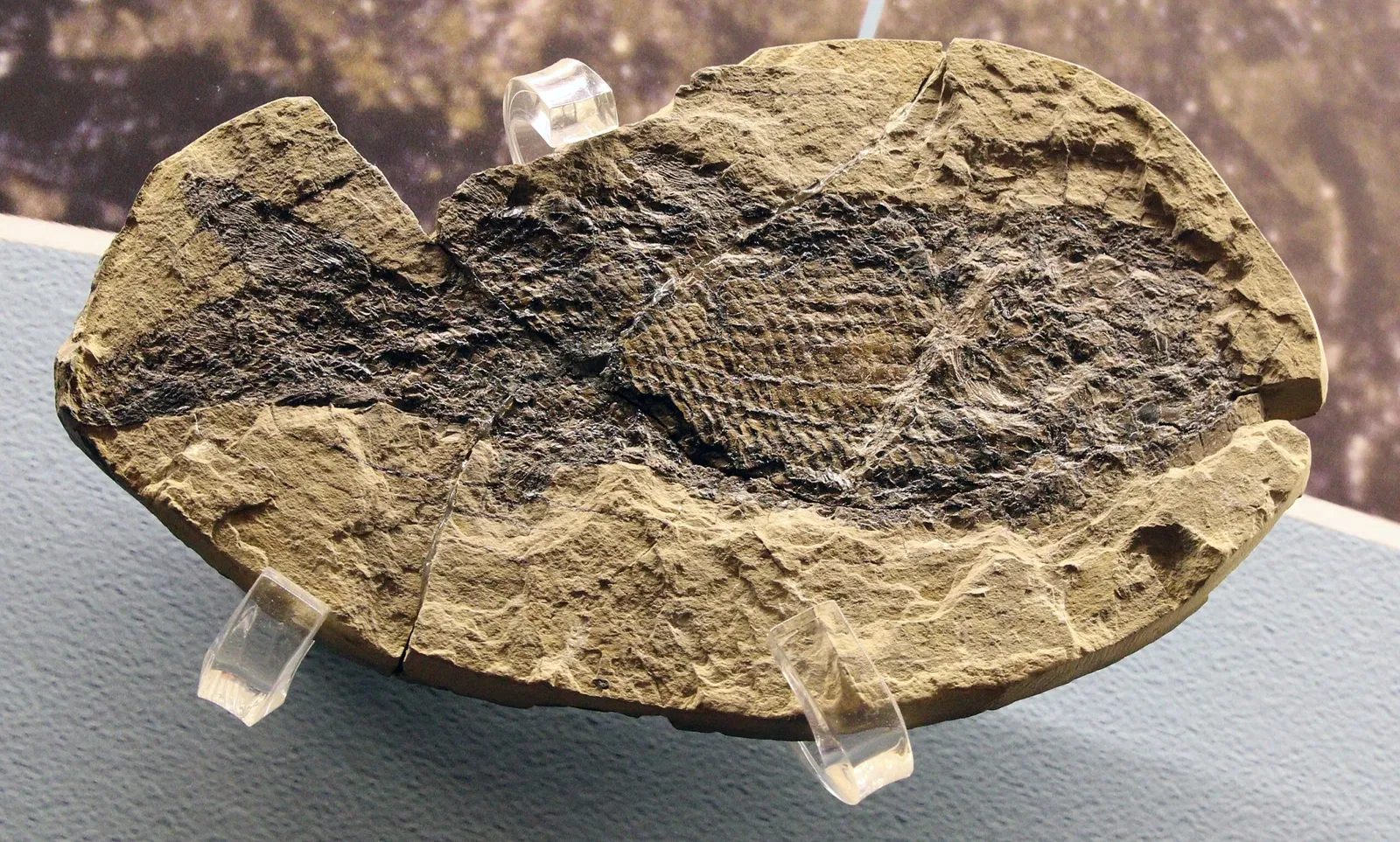 Natural History Museum