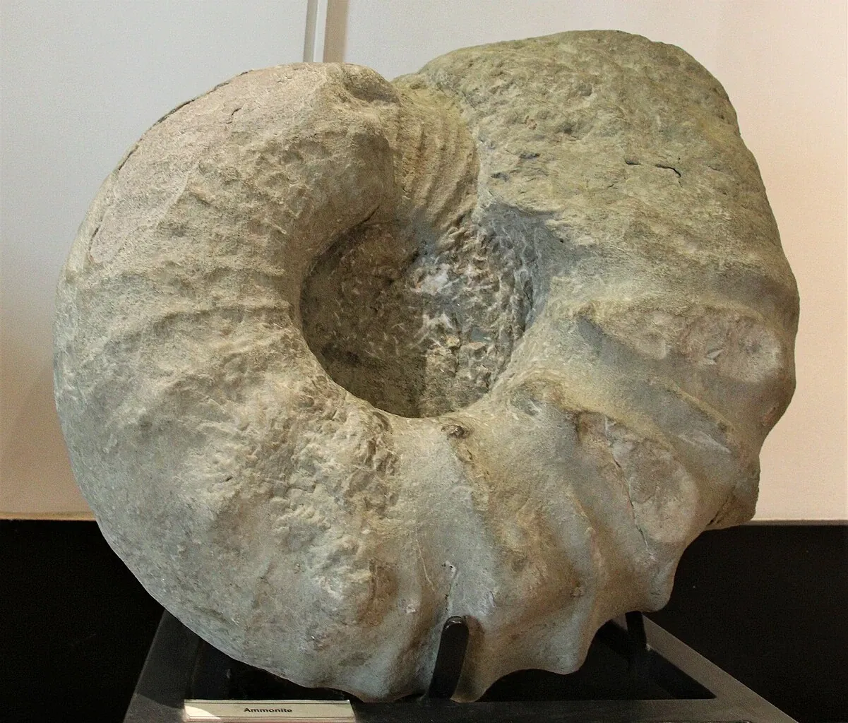 Natural History Museum